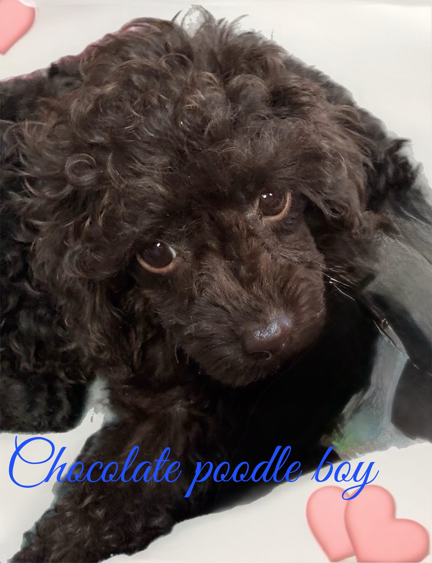 Chocolate boy – Poodle - Toy  puppy for sale in Flint, MI
