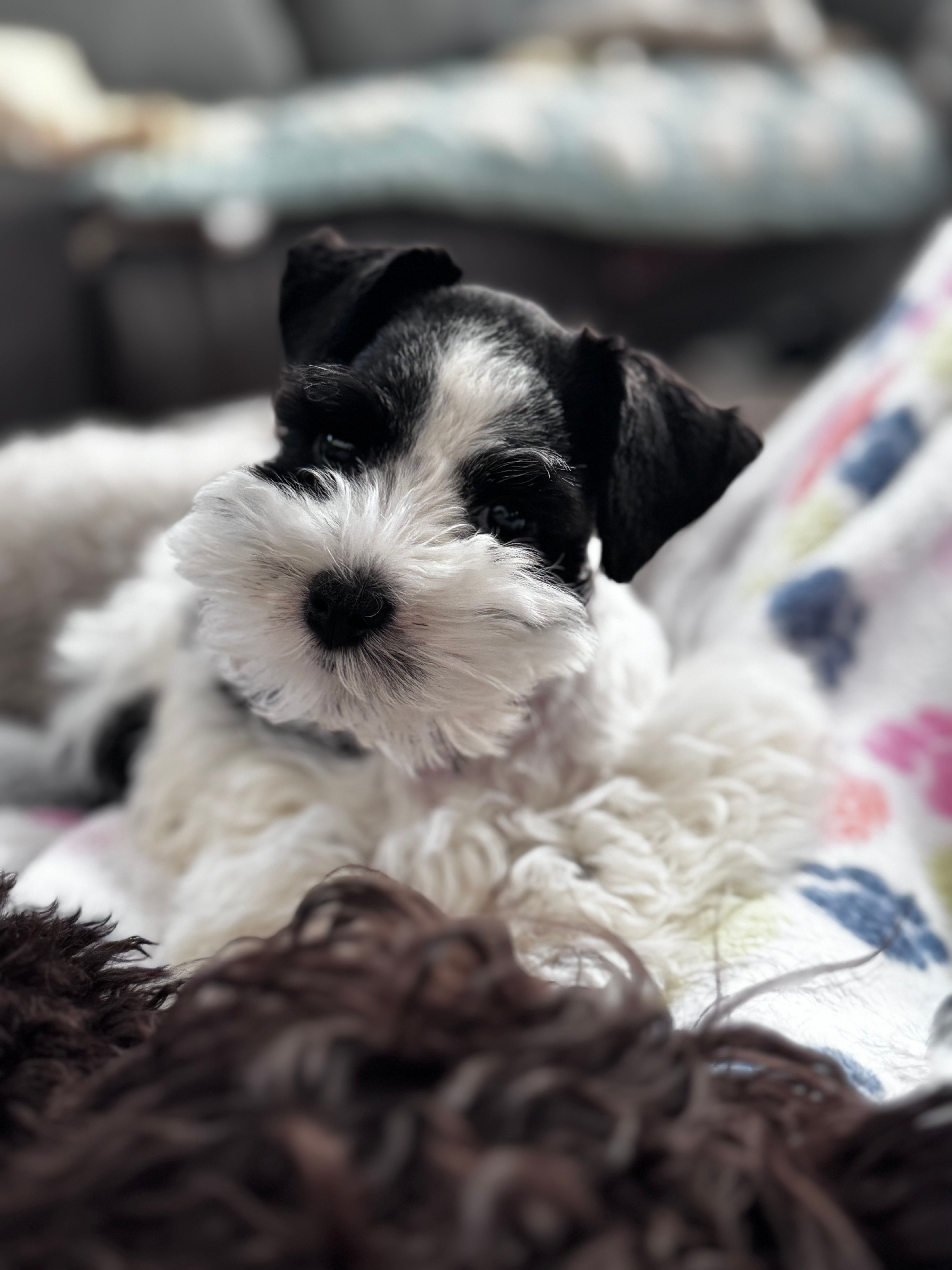 Black parti boy – Miniature Schnauzer puppy for sale in Flint, MI