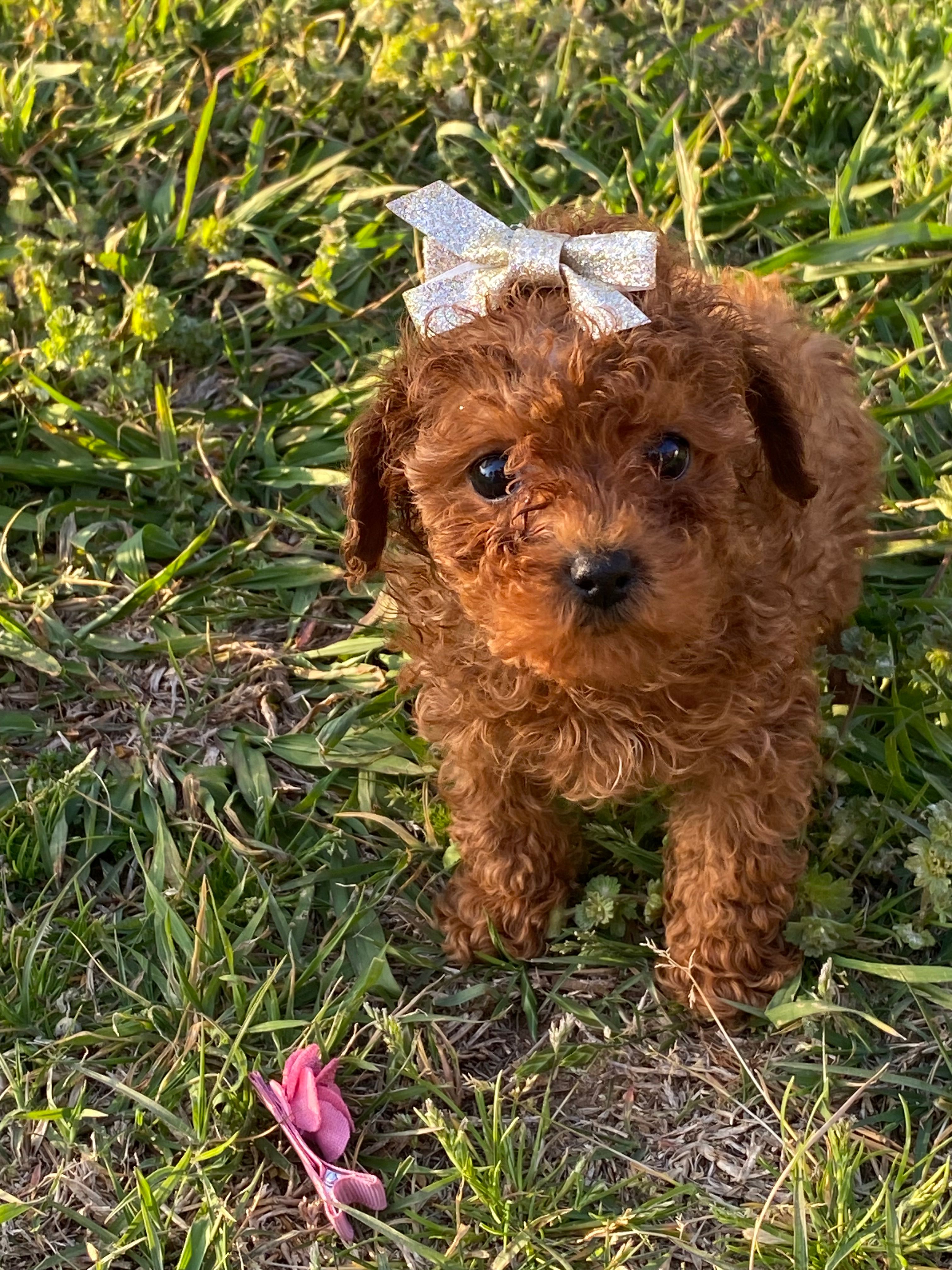 Red girl  – Poodle - Toy  puppy for sale in Stilwell, OK