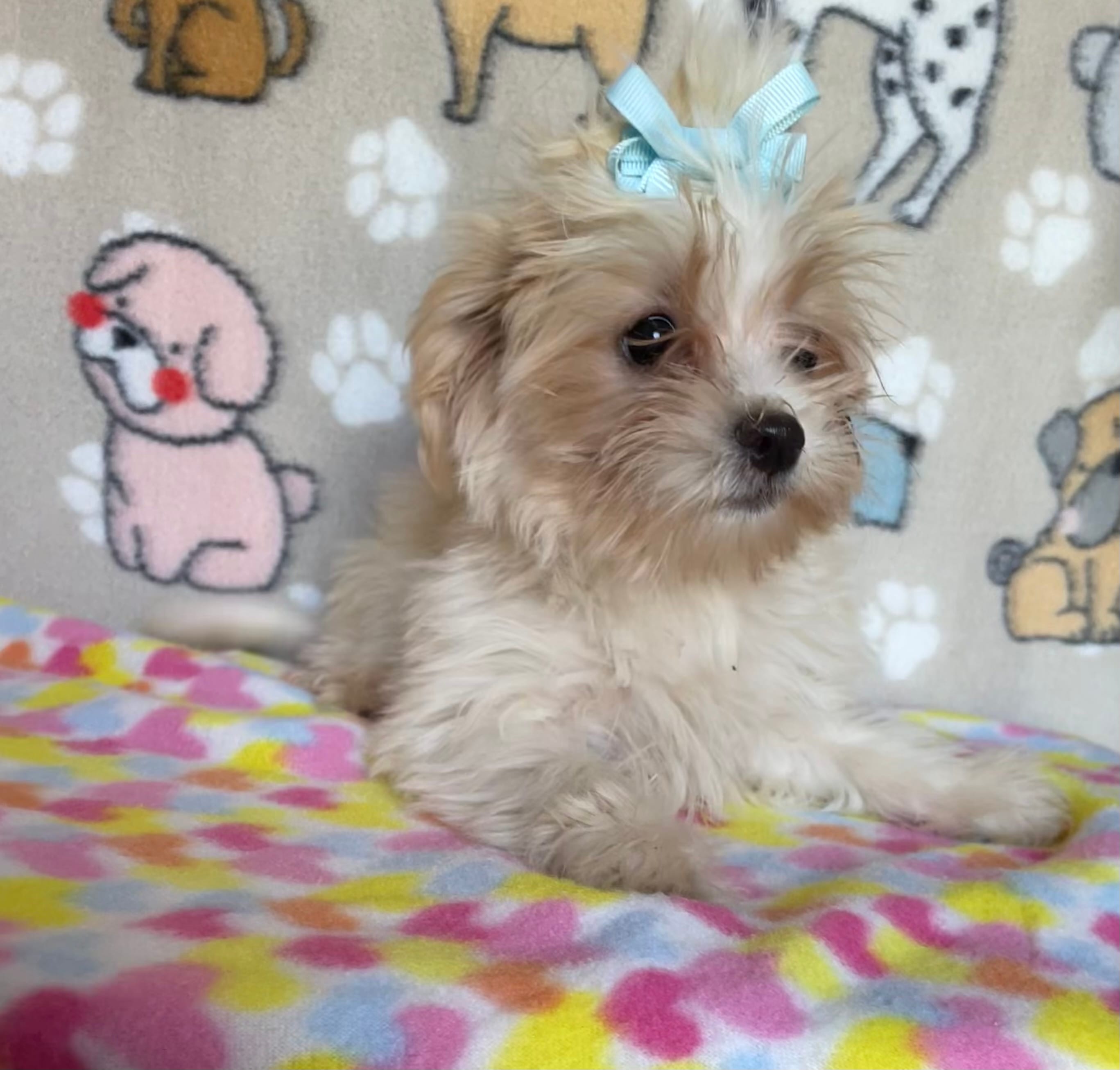 Pixie – Maltipoo puppy for sale in Stilwell, OK