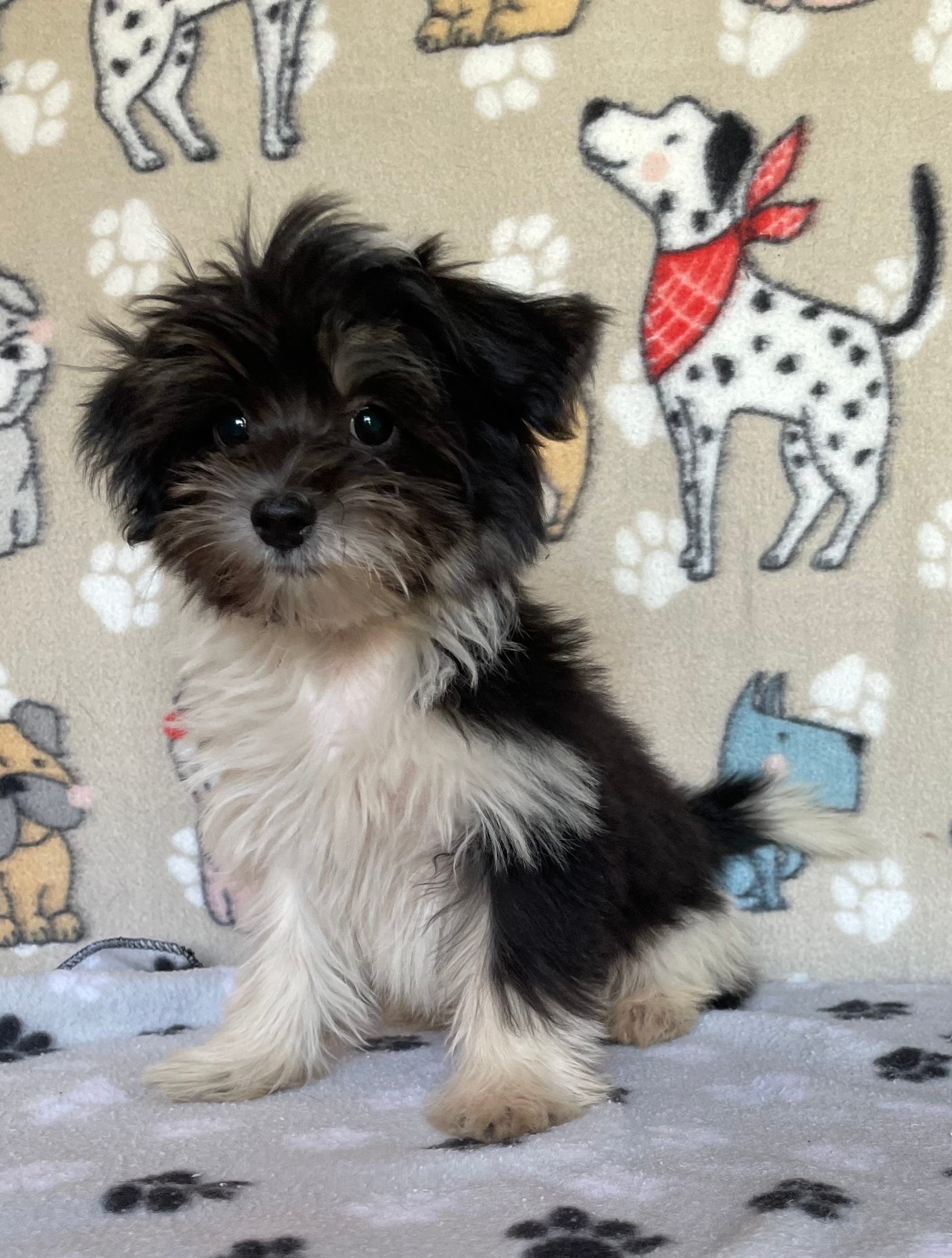 Dodger – Maltipoo puppy for sale in Stilwell, OK