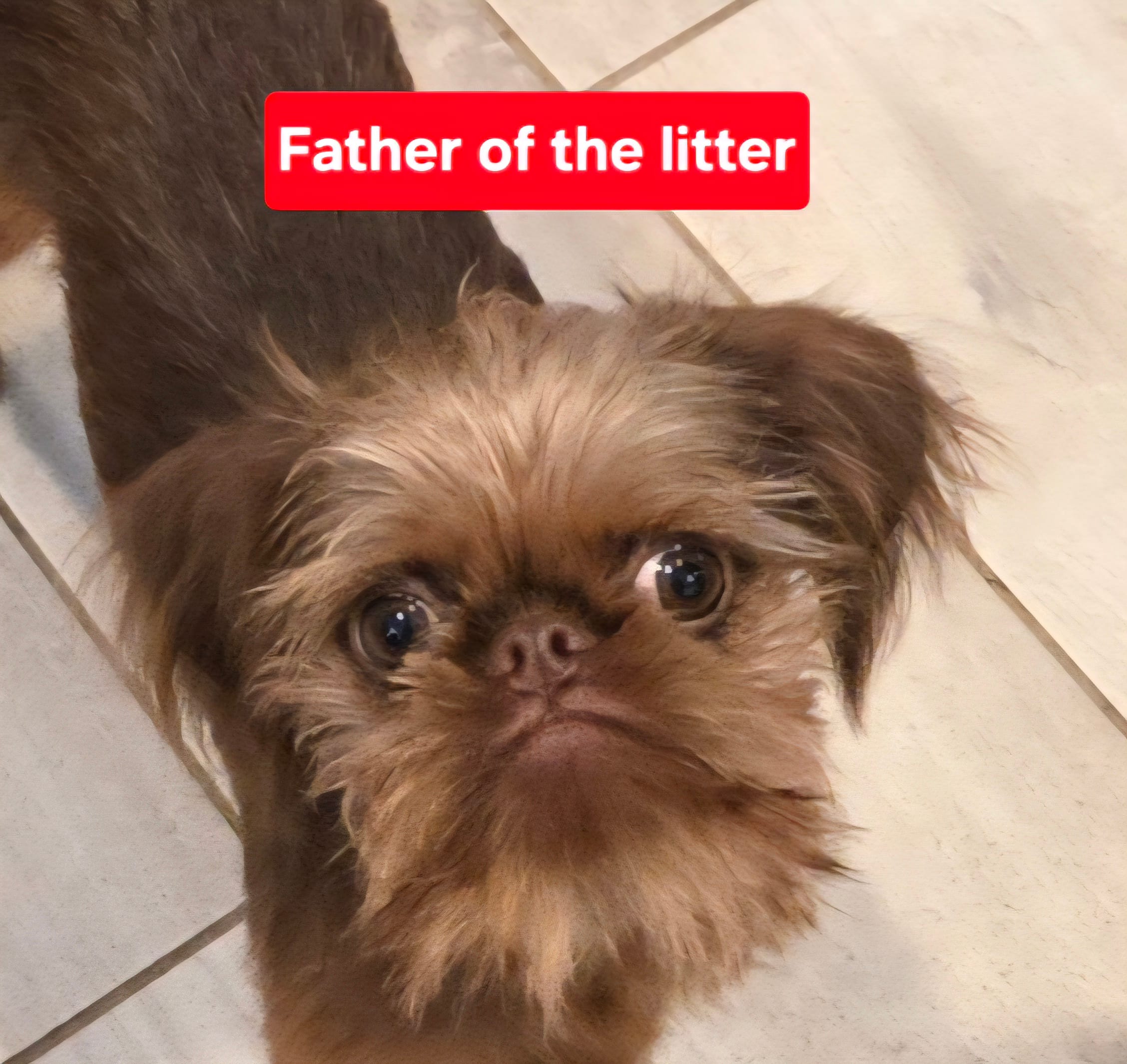 Boy #1 – Brussels Griffon puppy for sale in Corona, CA