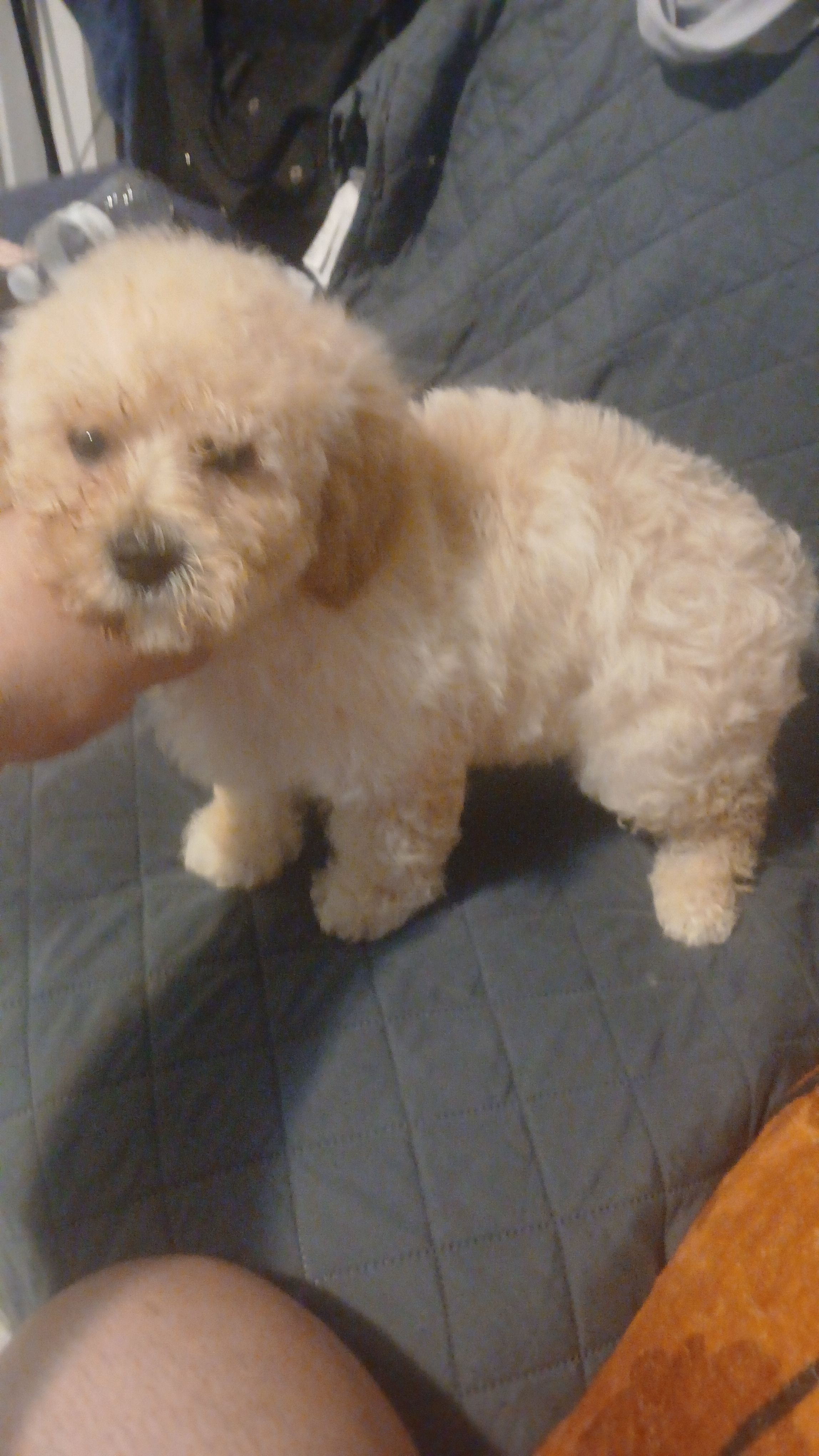 Valentino y caramelo – Maltipoo puppy for sale in Bronx, NY