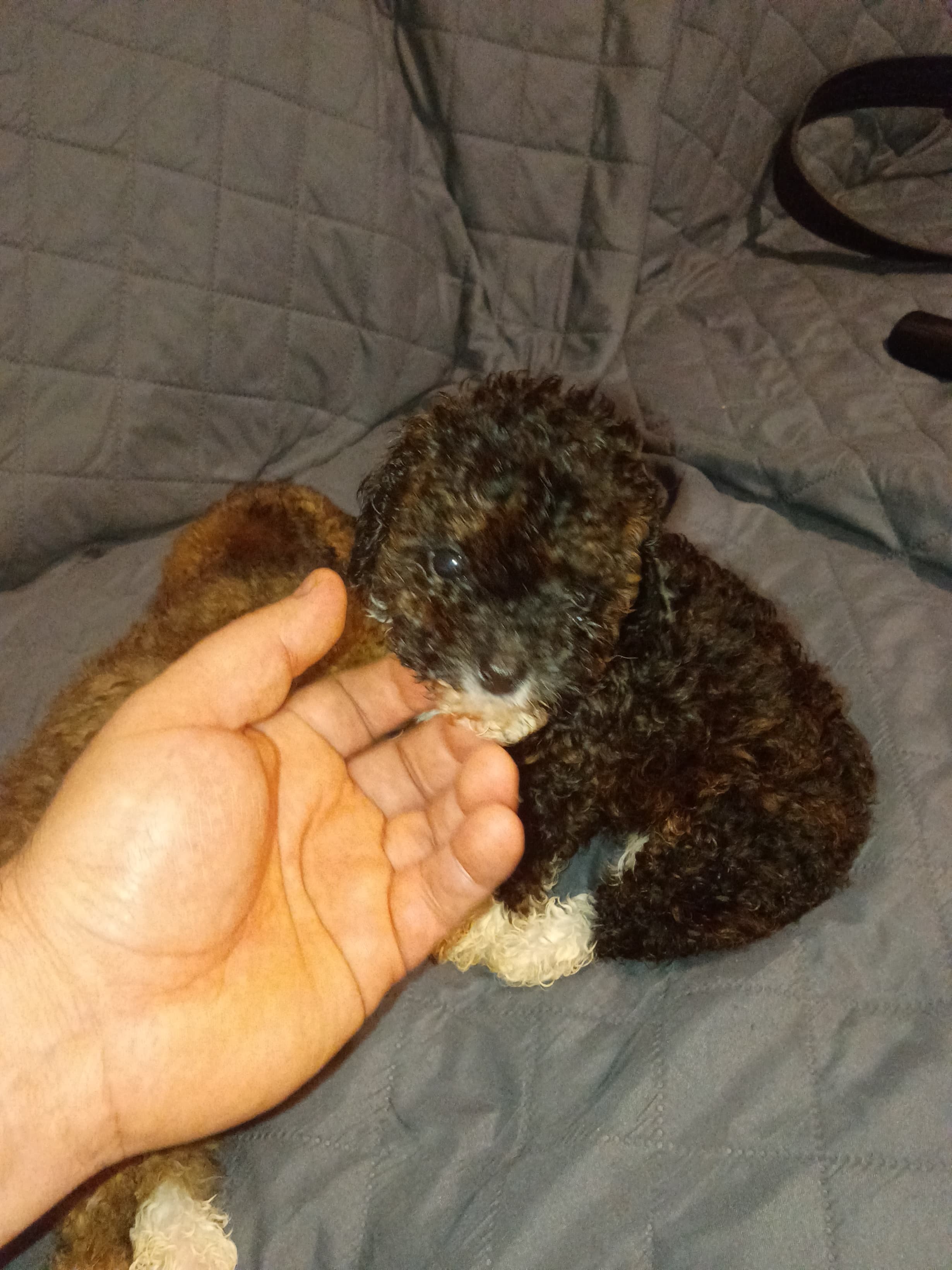 Lucy  – Poodle - Toy  puppy for sale in Bronx, NY