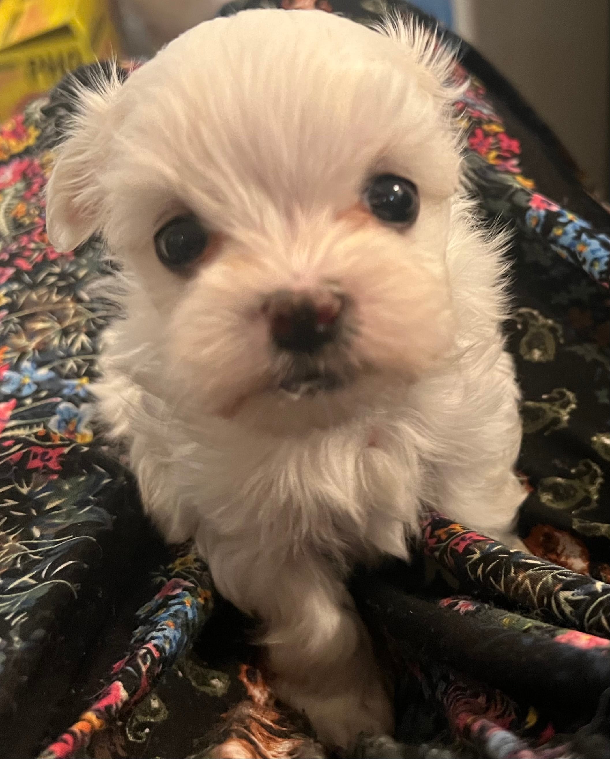 Star – Maltese puppy for sale in Puyallup, WA