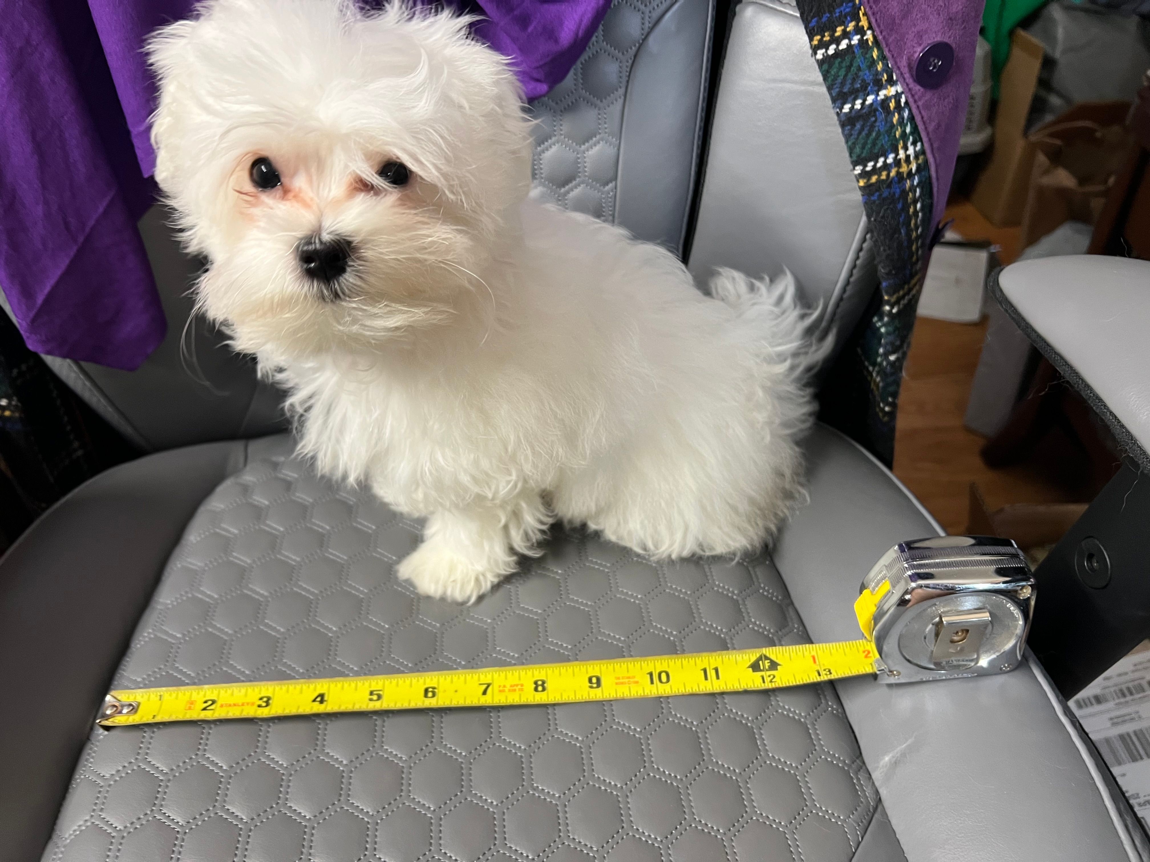 Sasha – Maltese puppy for sale in Puyallup, WA