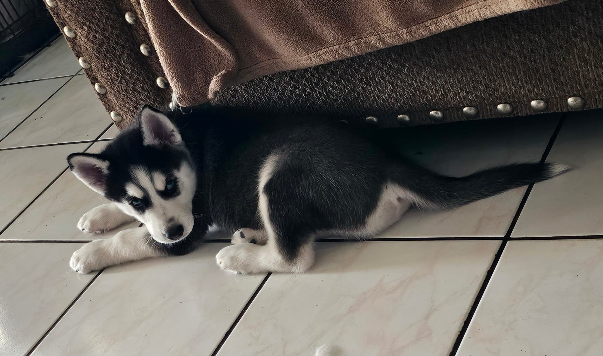 Wolfy – Alaskan Husky puppy for sale in East Los Angeles, CA