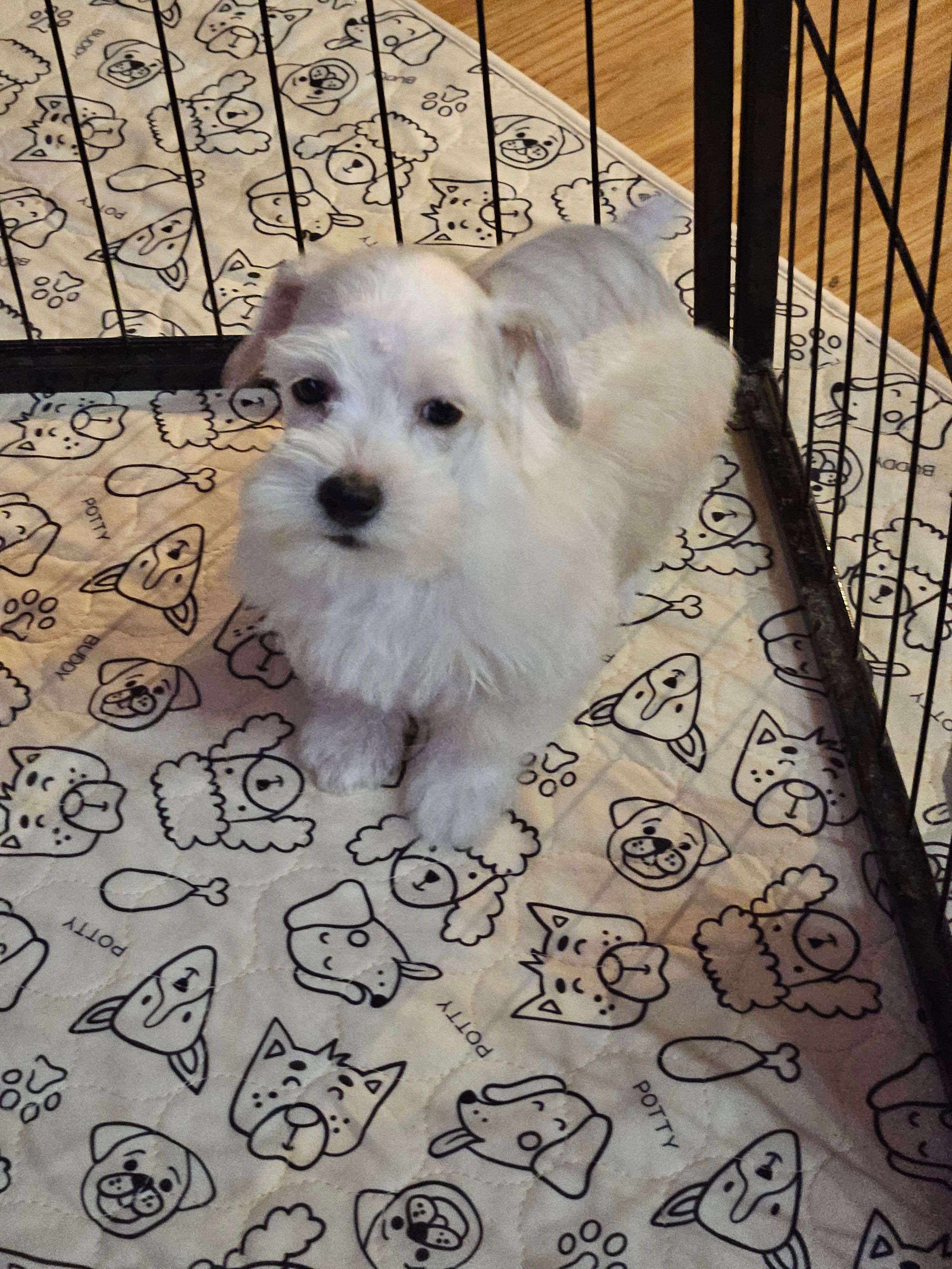 Polar – Miniature Schnauzer puppy for sale in Logansport, LA
