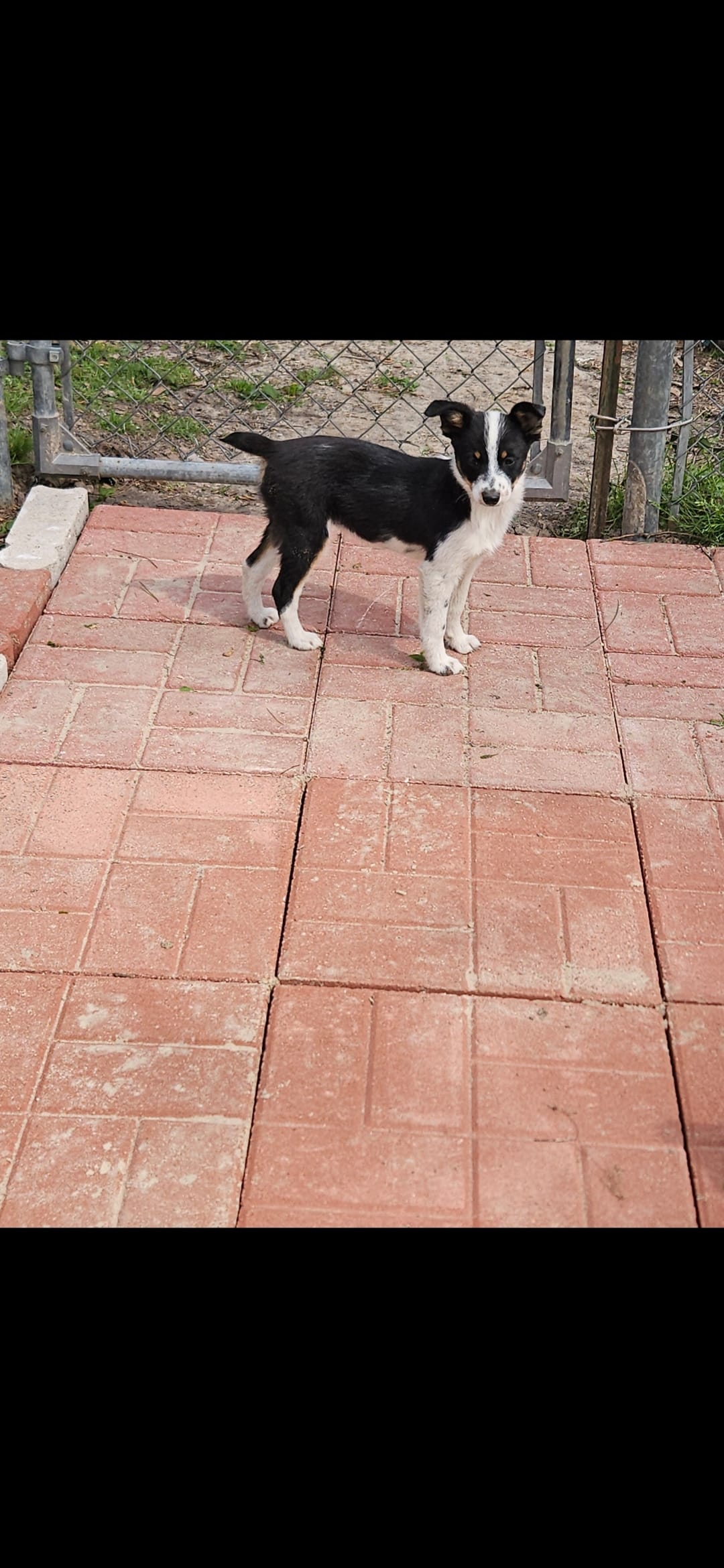 Gail – Australian Cattle Dog, Toy Australian Shepherd puppy for sale in Logansport, LA