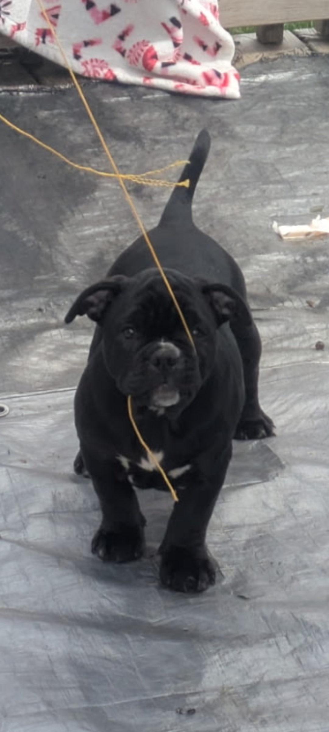 Runt with a big personality  – American Bully puppy for sale in Marion, OH