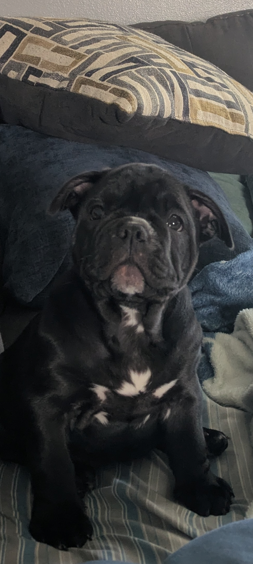 Runt with a big personality  – American Bully puppy for sale in Marion, OH