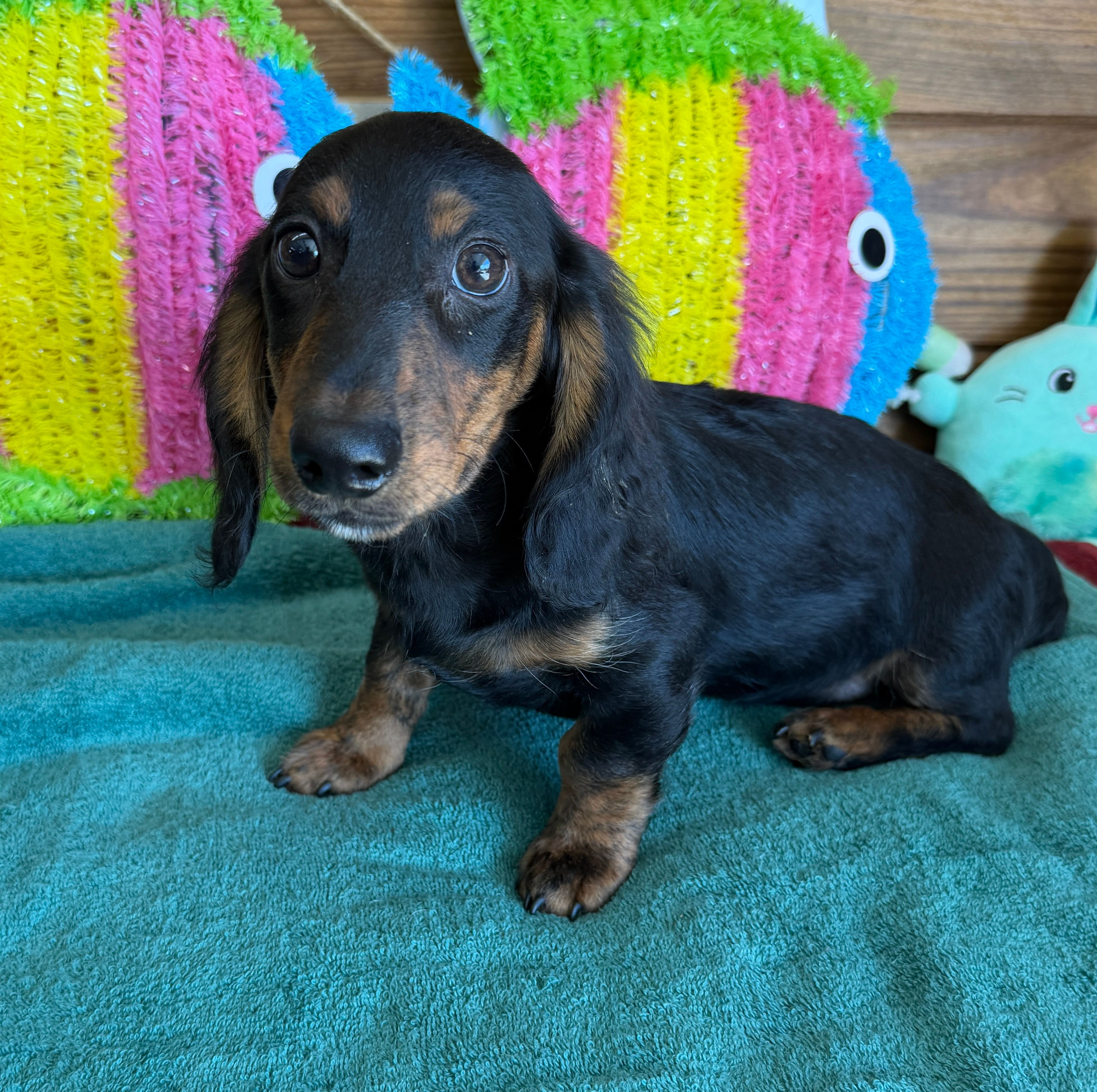 Hogan – Dachshund puppy for sale in Gaffney, SC