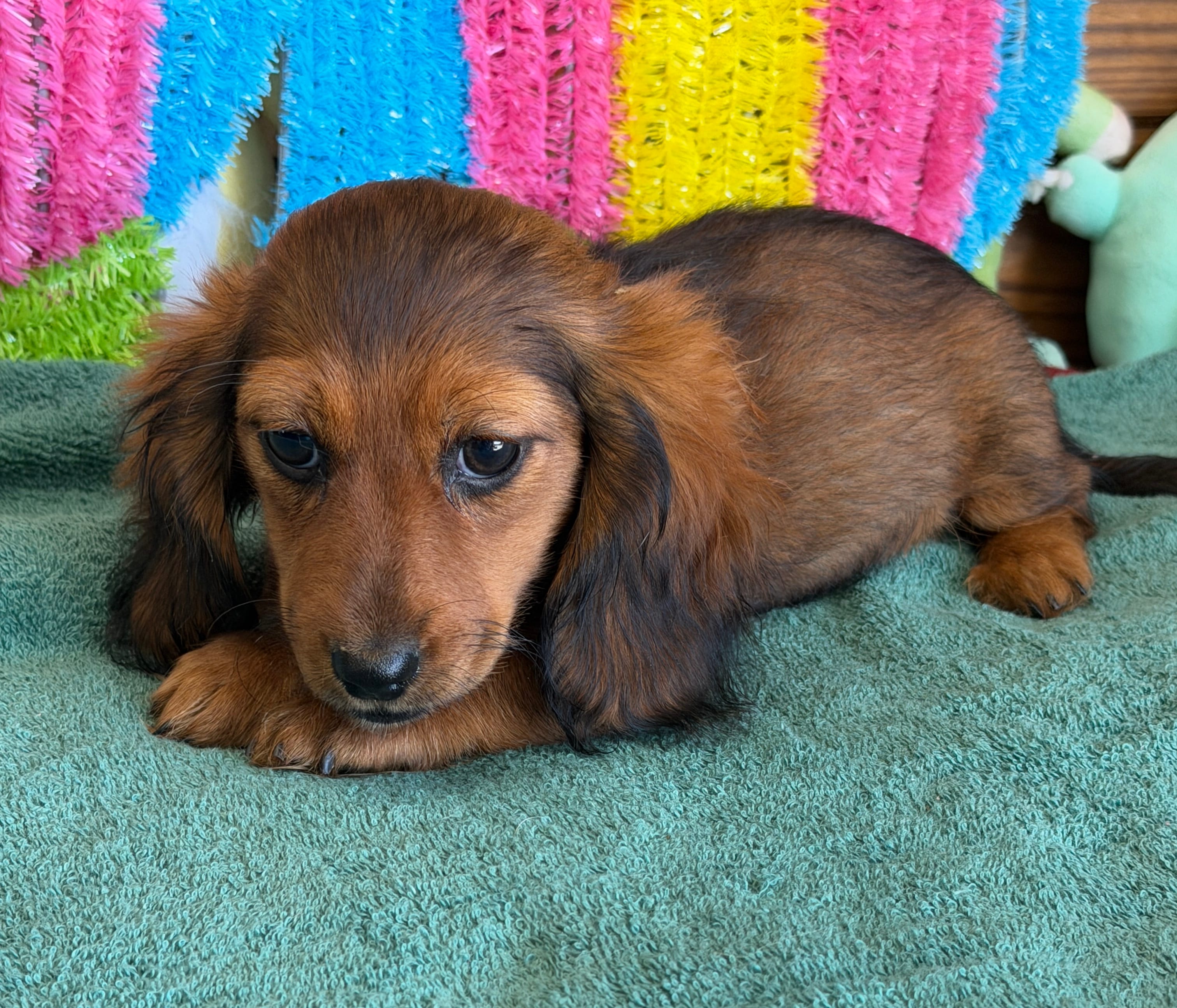 Ella – Miniature Dachshund puppy for sale in Gaffney, SC