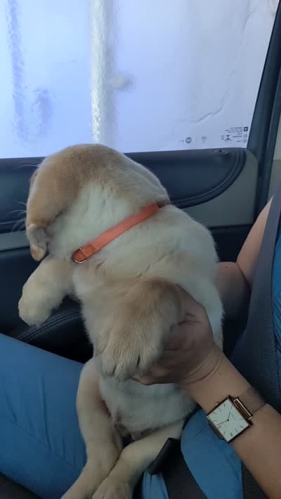 Coco- AKC registered English Labrador, a female Labrador Retriever for sale in Canton, TX – 4 of 7