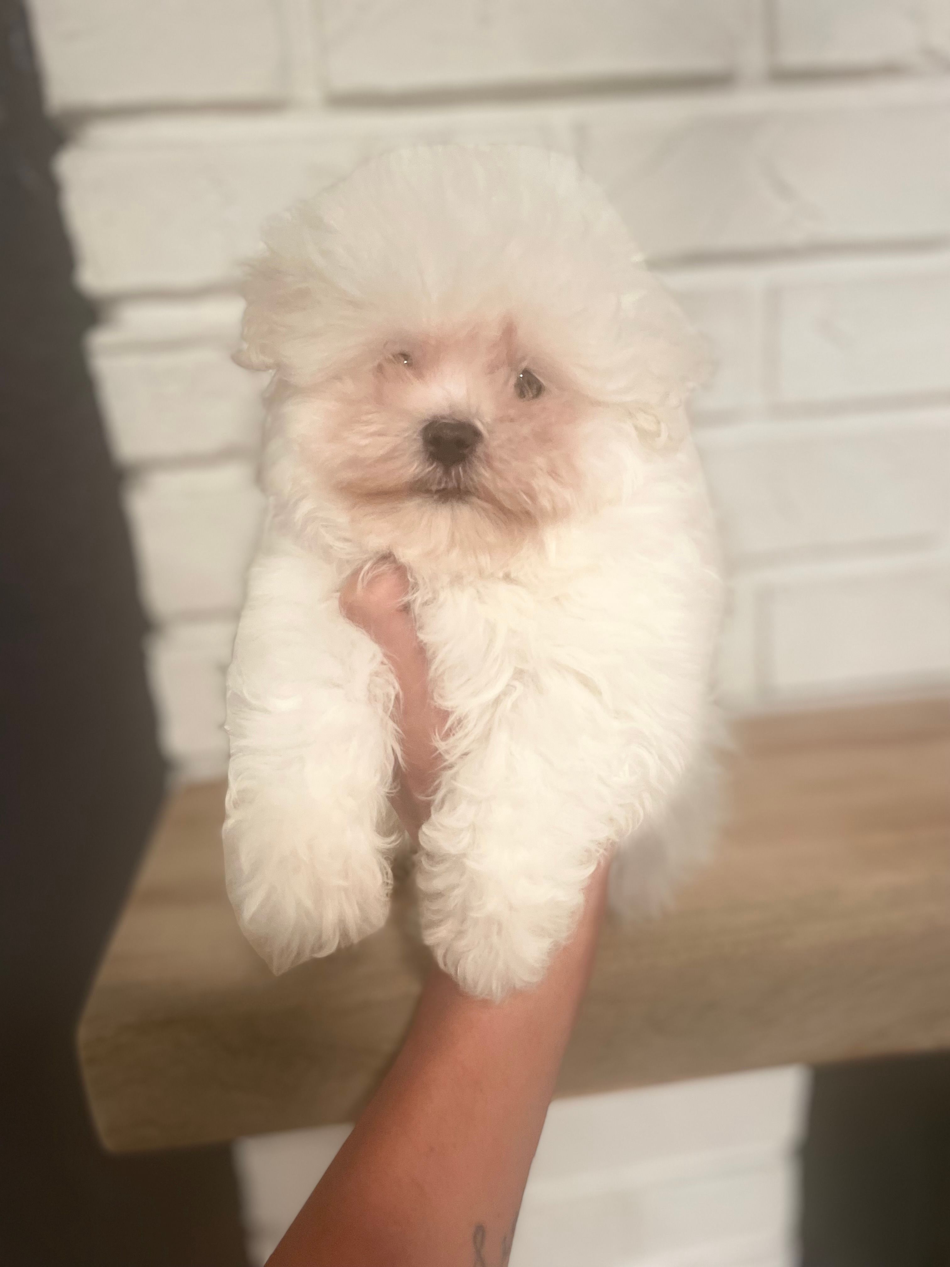 Fahtee  – Maltese puppy for sale in Orlando, FL