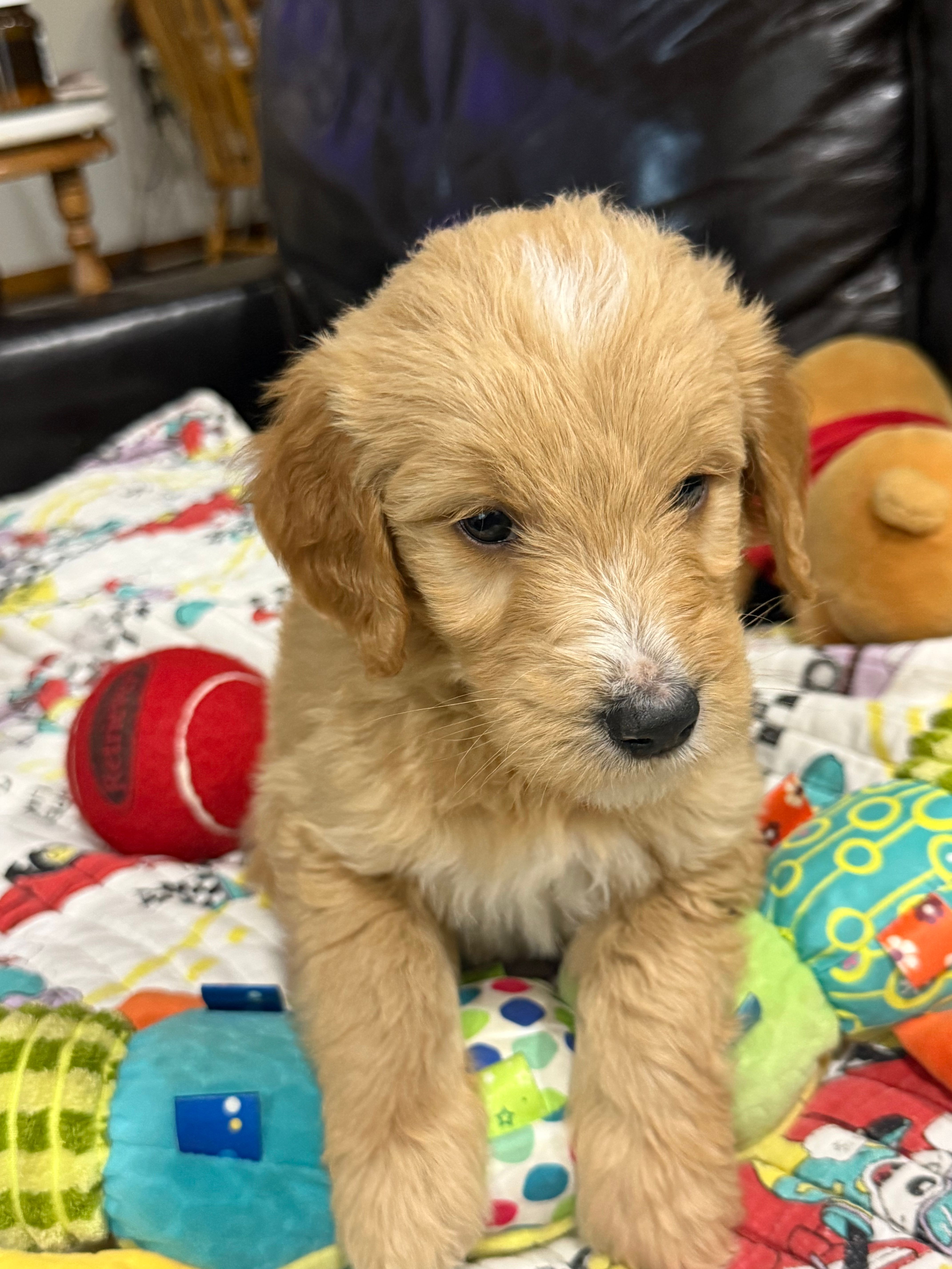 Green – Goldendoodle puppy for sale in Williamstown, NJ