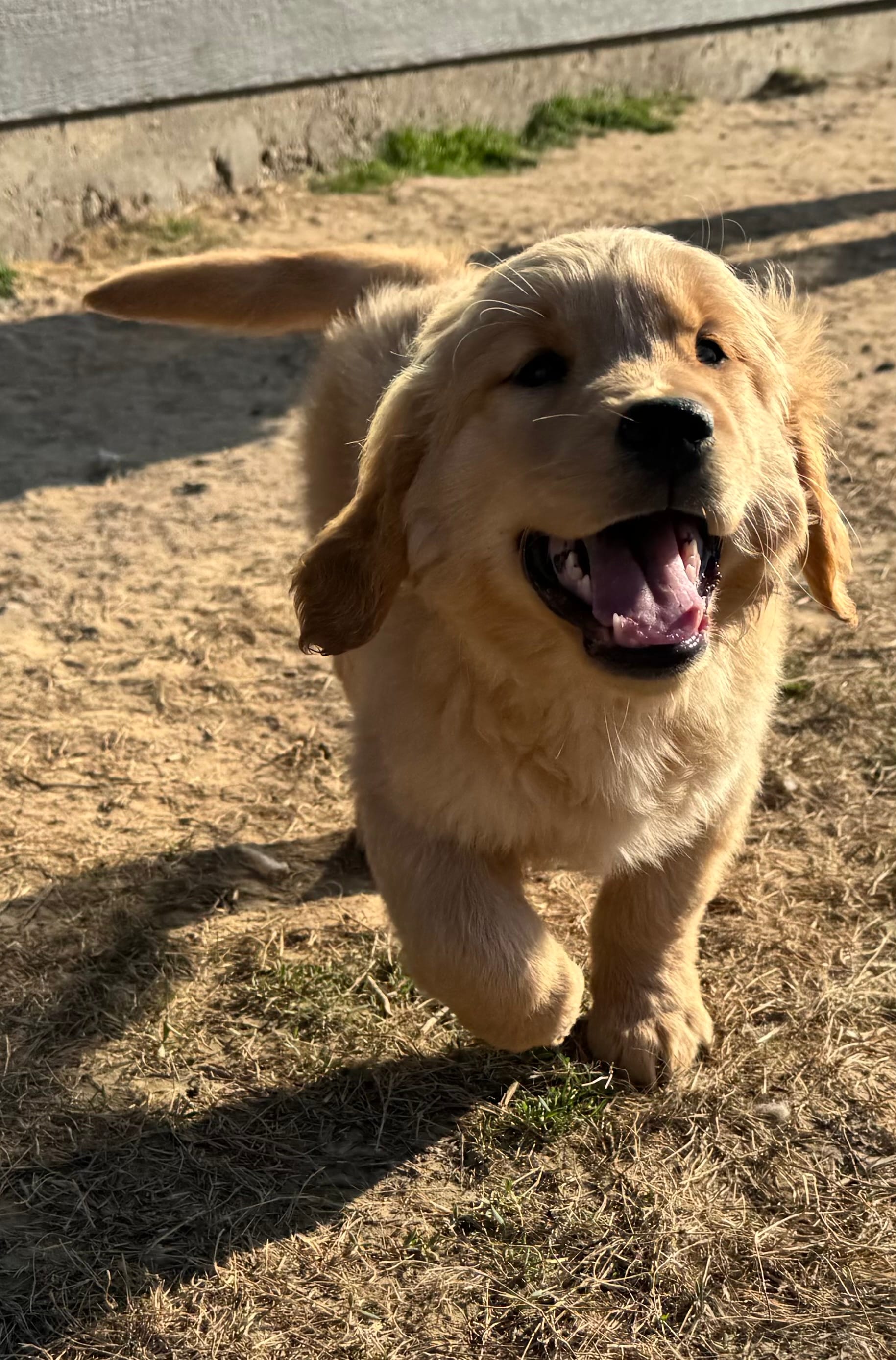 Phoebe – Golden Retriever puppy for sale in Wills Point, TX