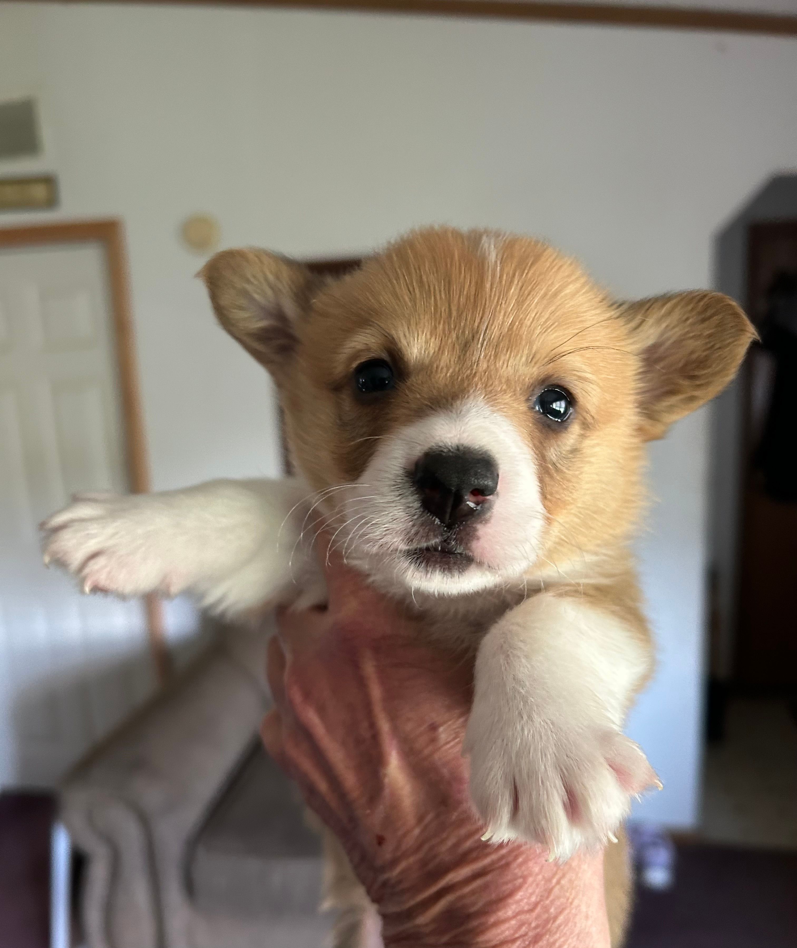 Lucy – Pembroke Welsh Corgi puppy for sale in Stoutsville, OH