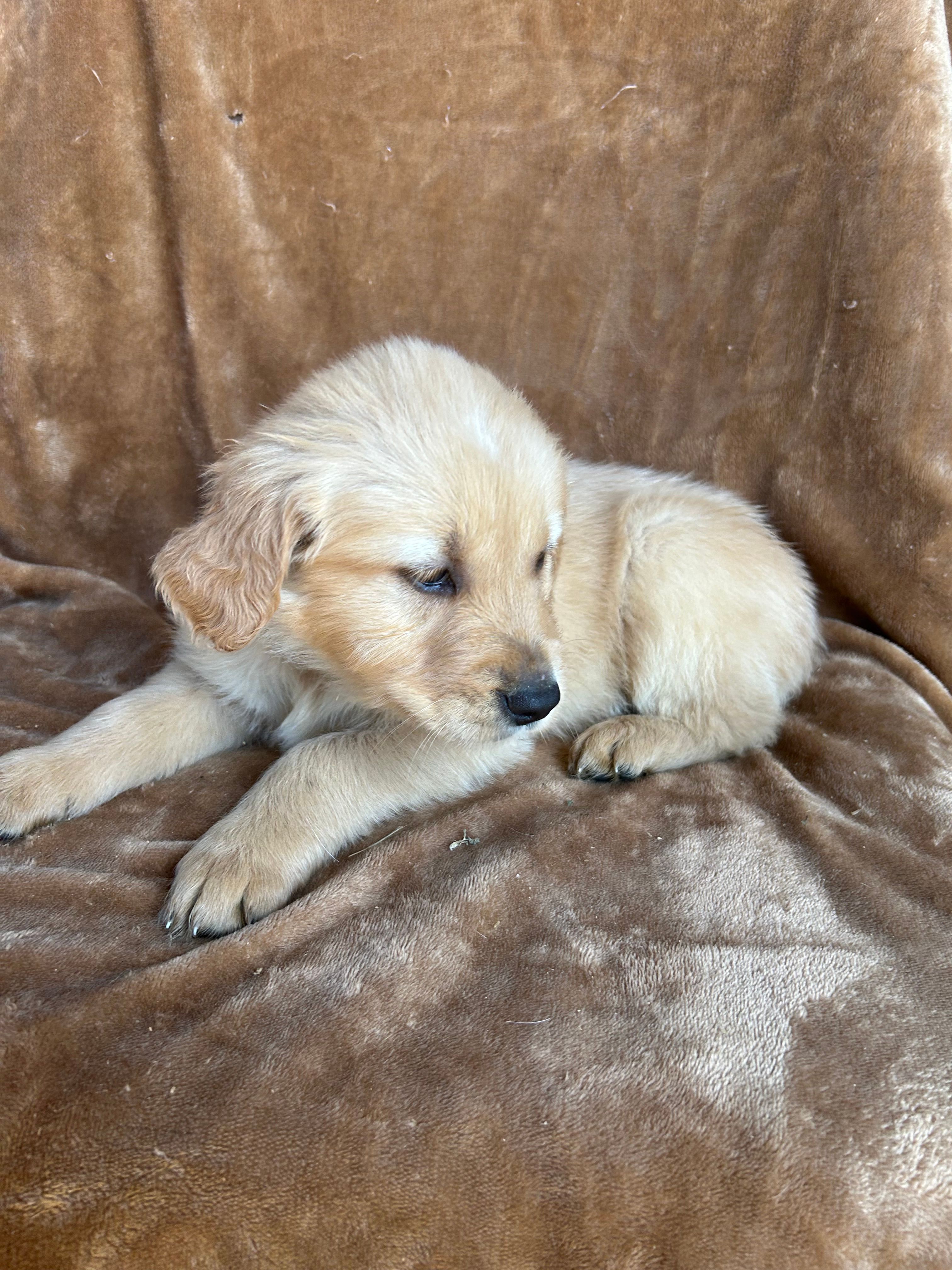 Tator – Golden Retriever puppy for sale in Claypool, IN