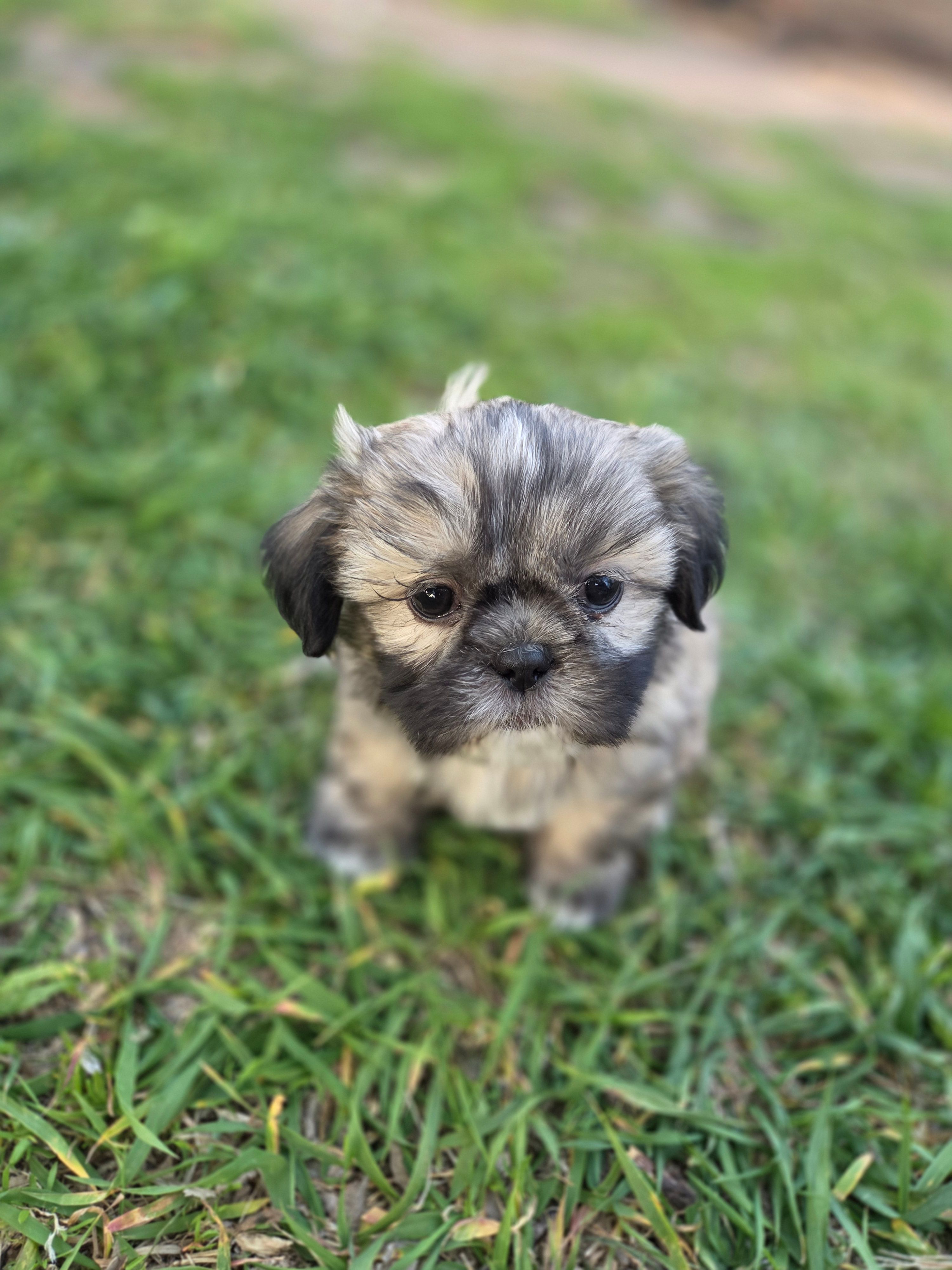 Buddy- Ready to go! – Shih Tzu puppy for sale in Big Lake, MN