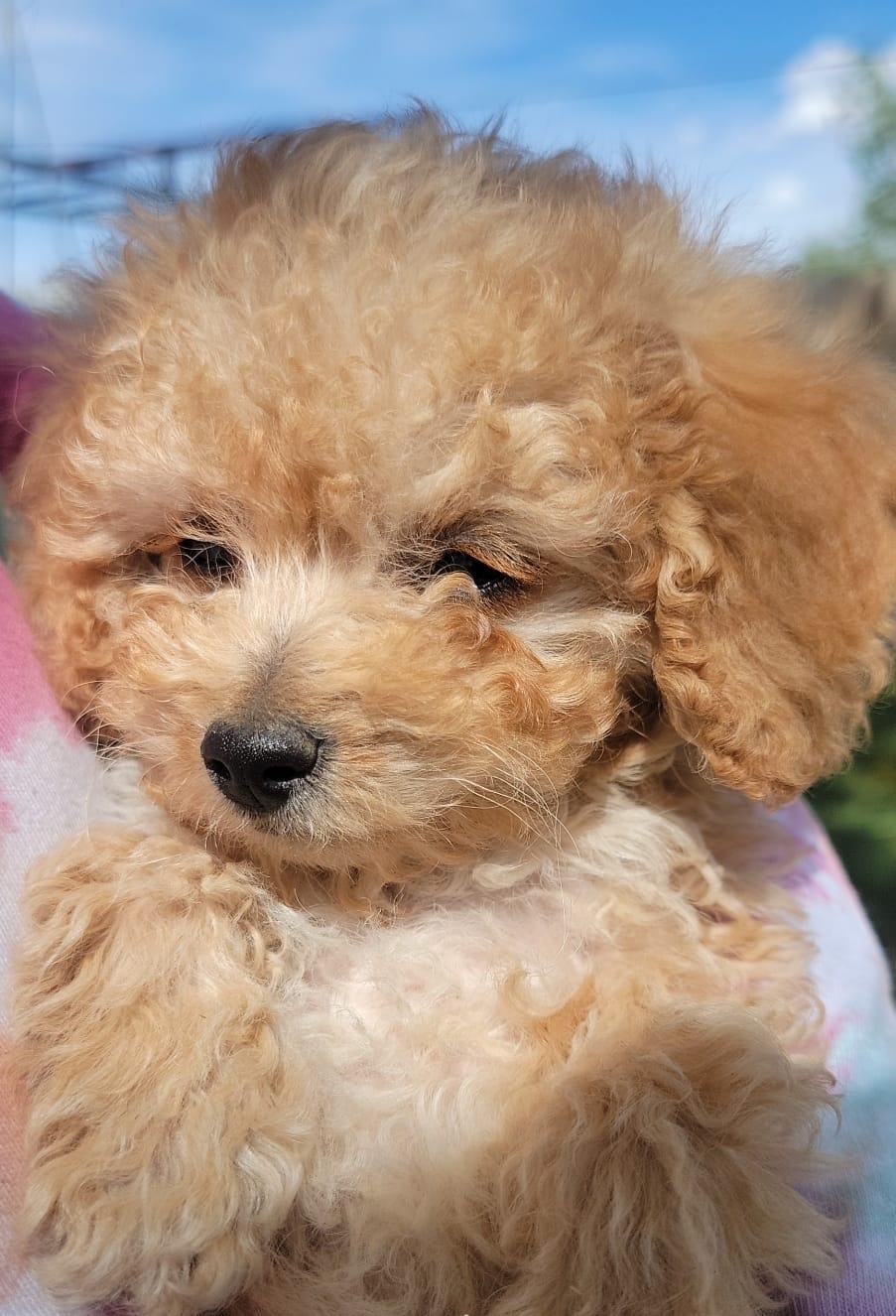 Charlie  – Poodle - Toy  puppy for sale in Aurora, CO