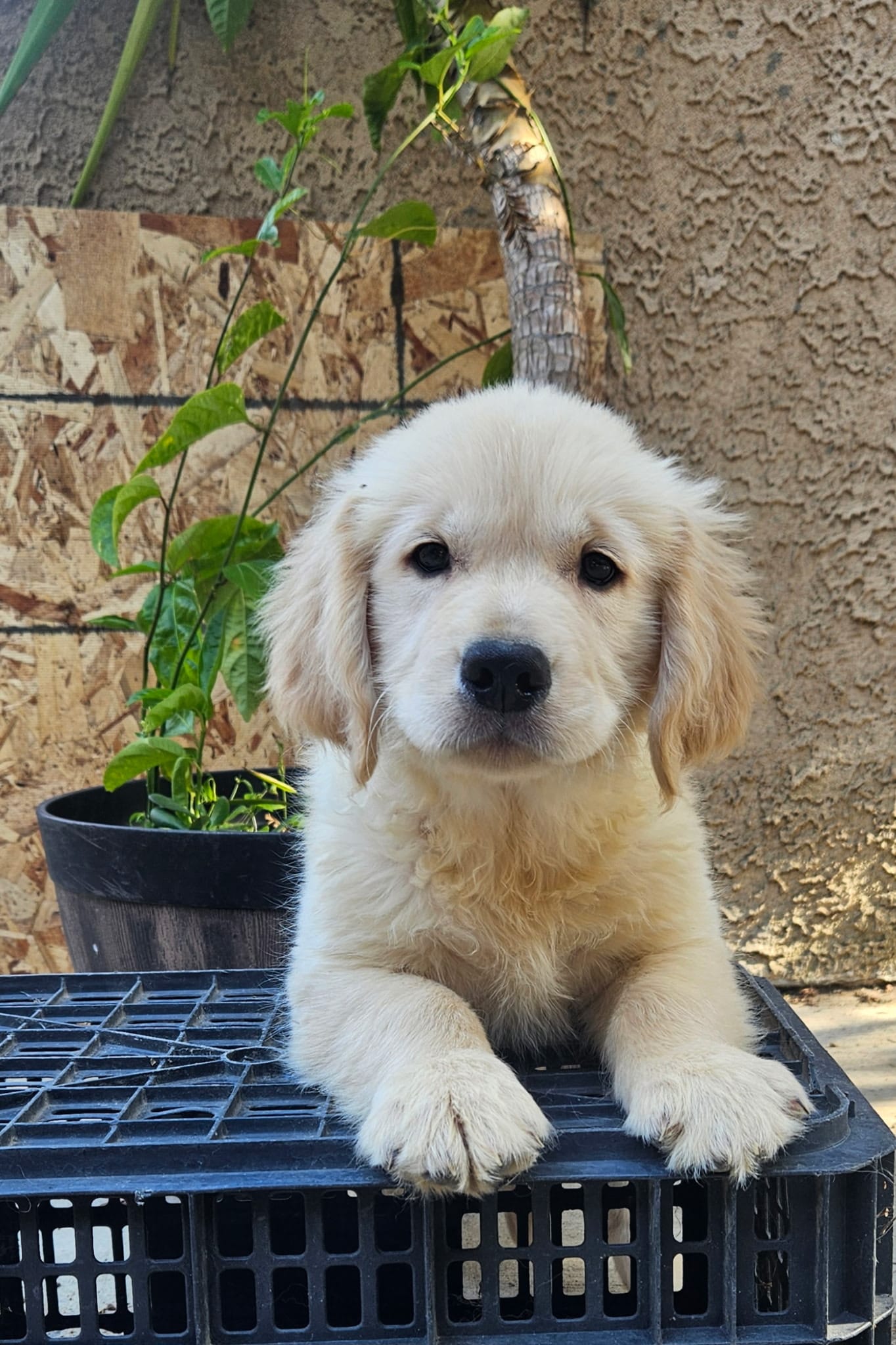 Yellow – Golden Retriever puppy for sale in Fresno, CA