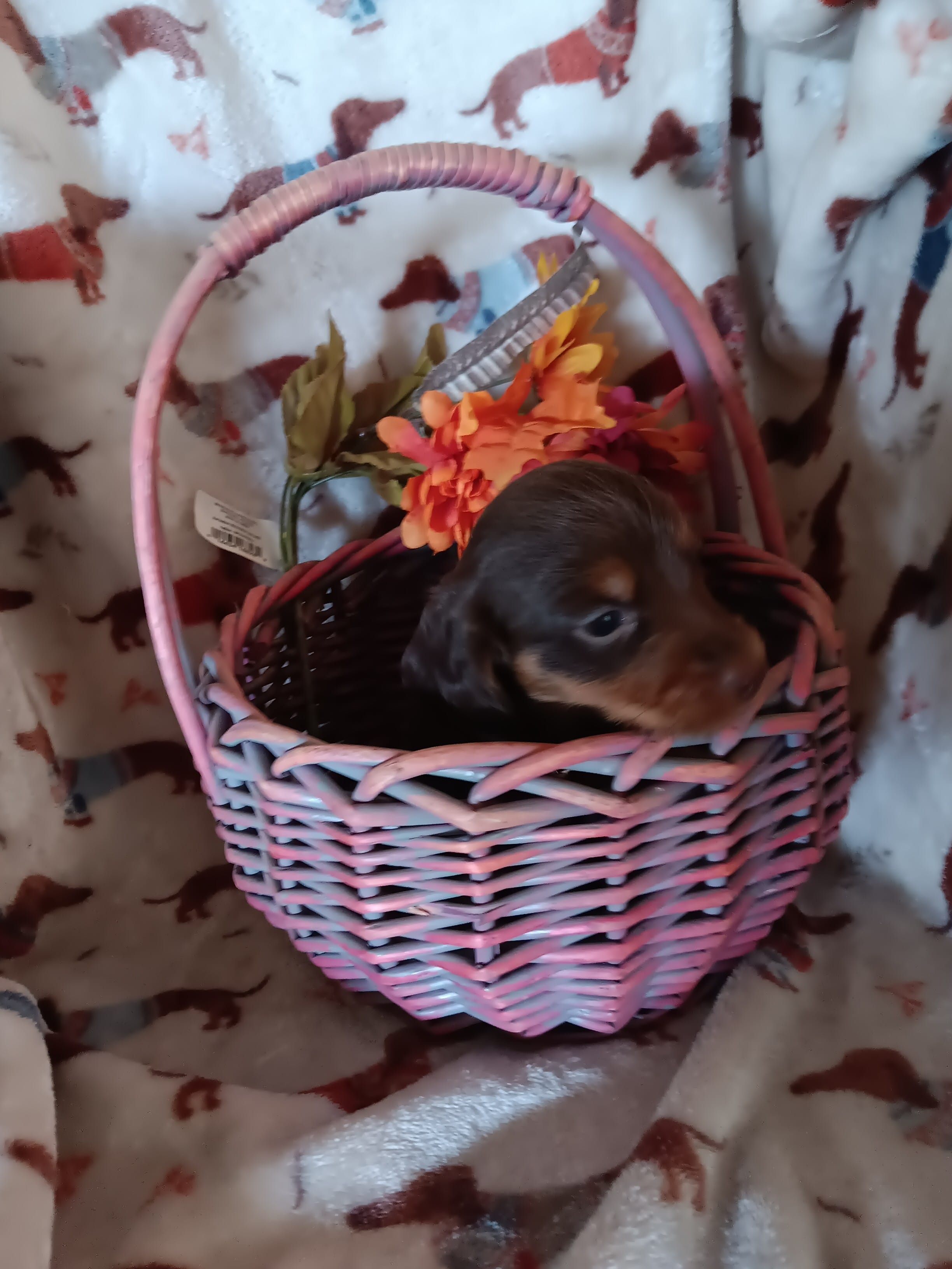 Cruise – Miniature Dachshund puppy for sale in Los Lunas, NM