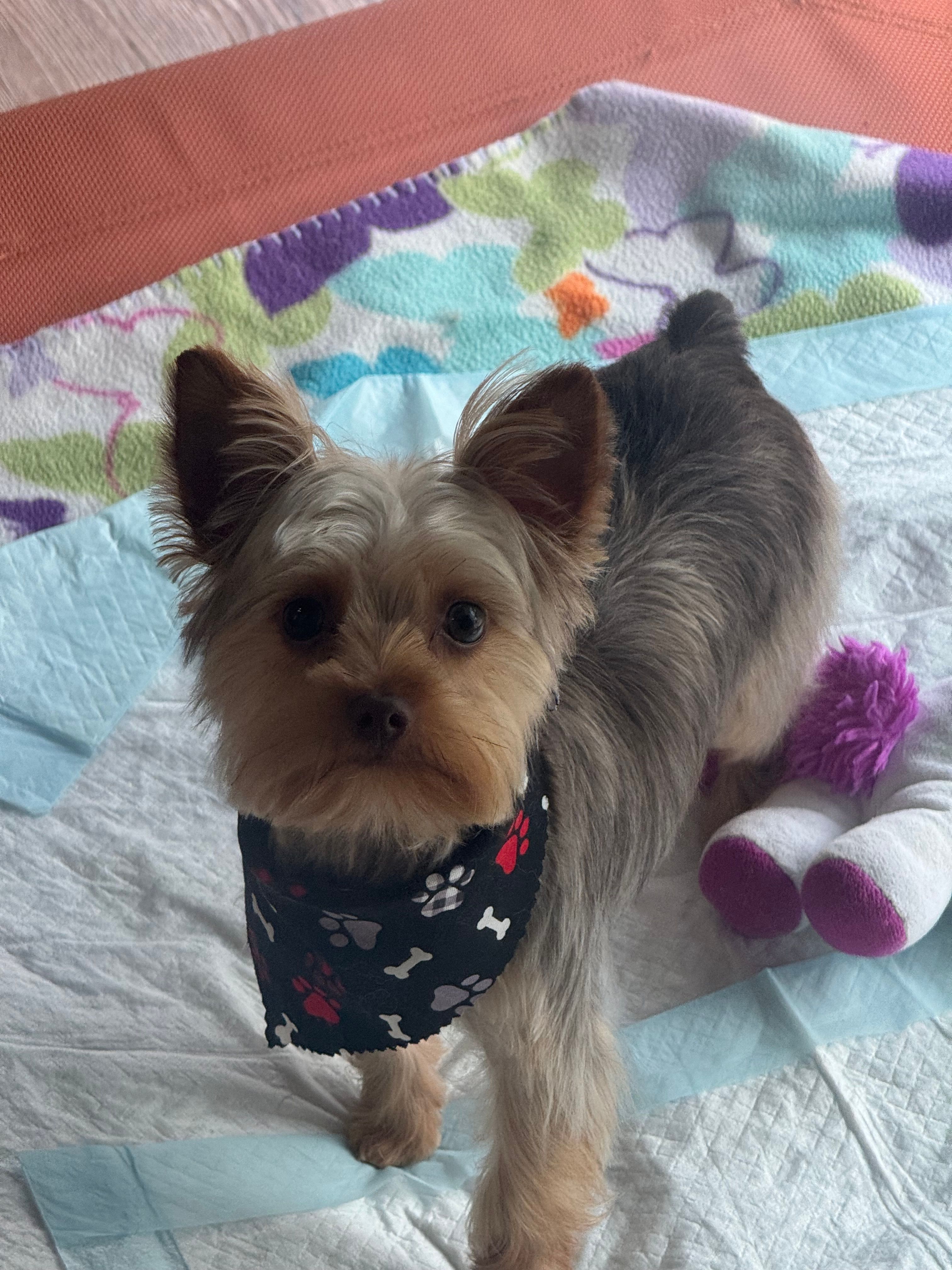 TAAZ – Yorkshire Terrier puppy for sale in Midlothian, TX