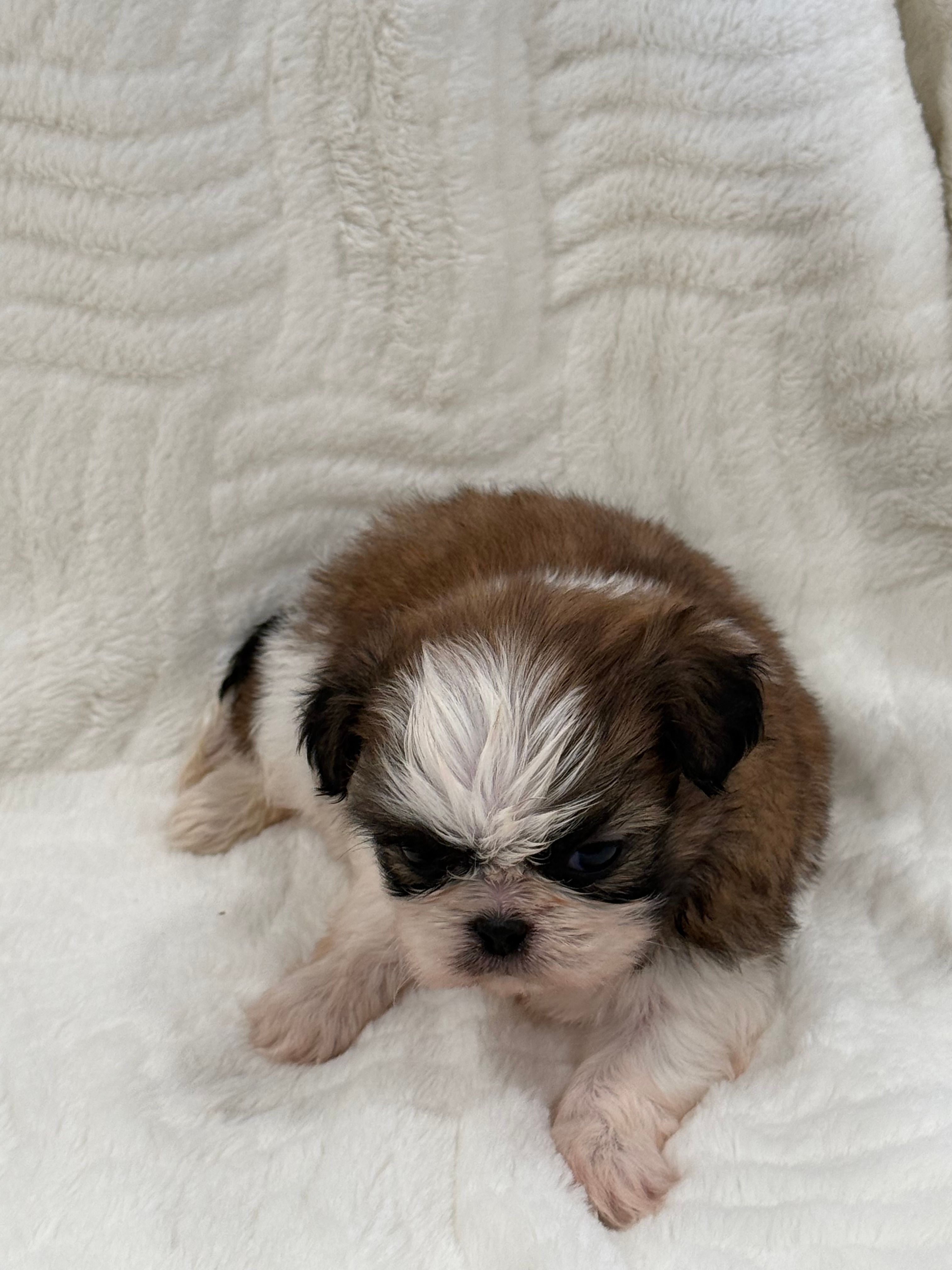 Toffy – Shih Tzu puppy for sale in San Diego, CA