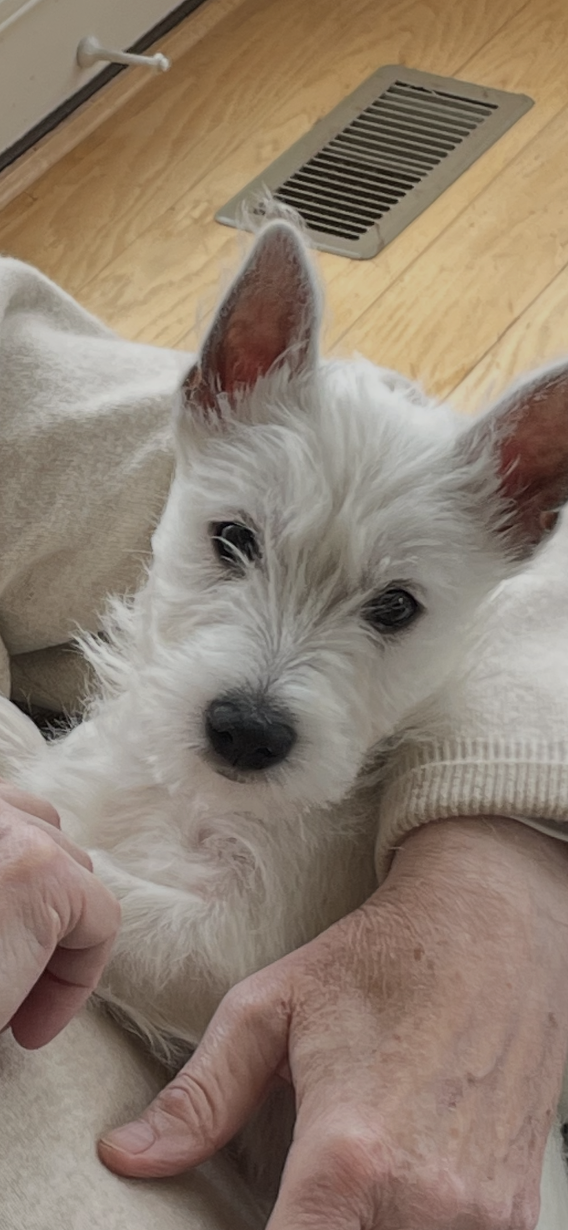 Abbey  – West Highland White Terrier puppy for sale in Culpeper, VA