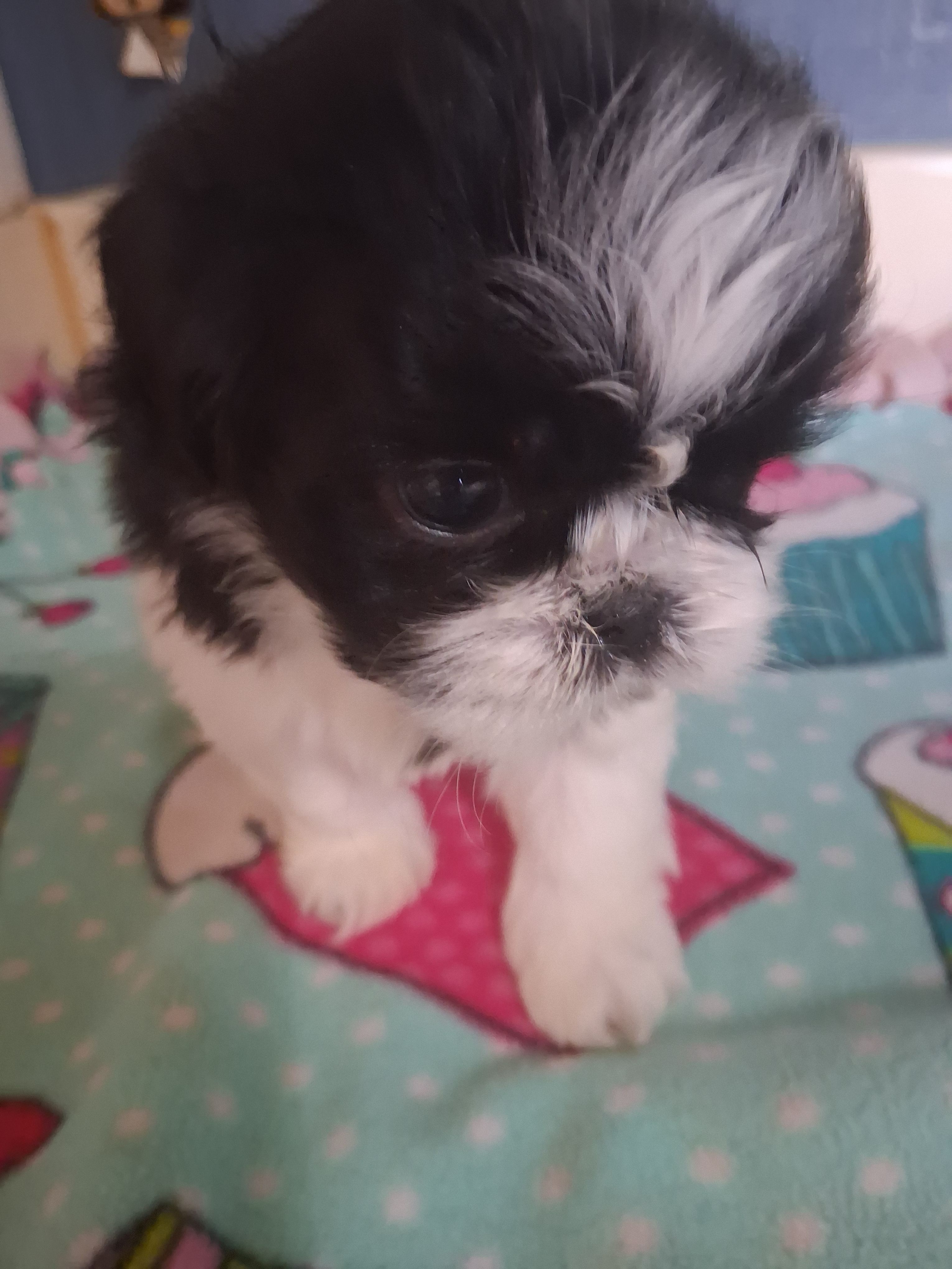 Duke – Shih Tzu puppy for sale in Montgomery, LA