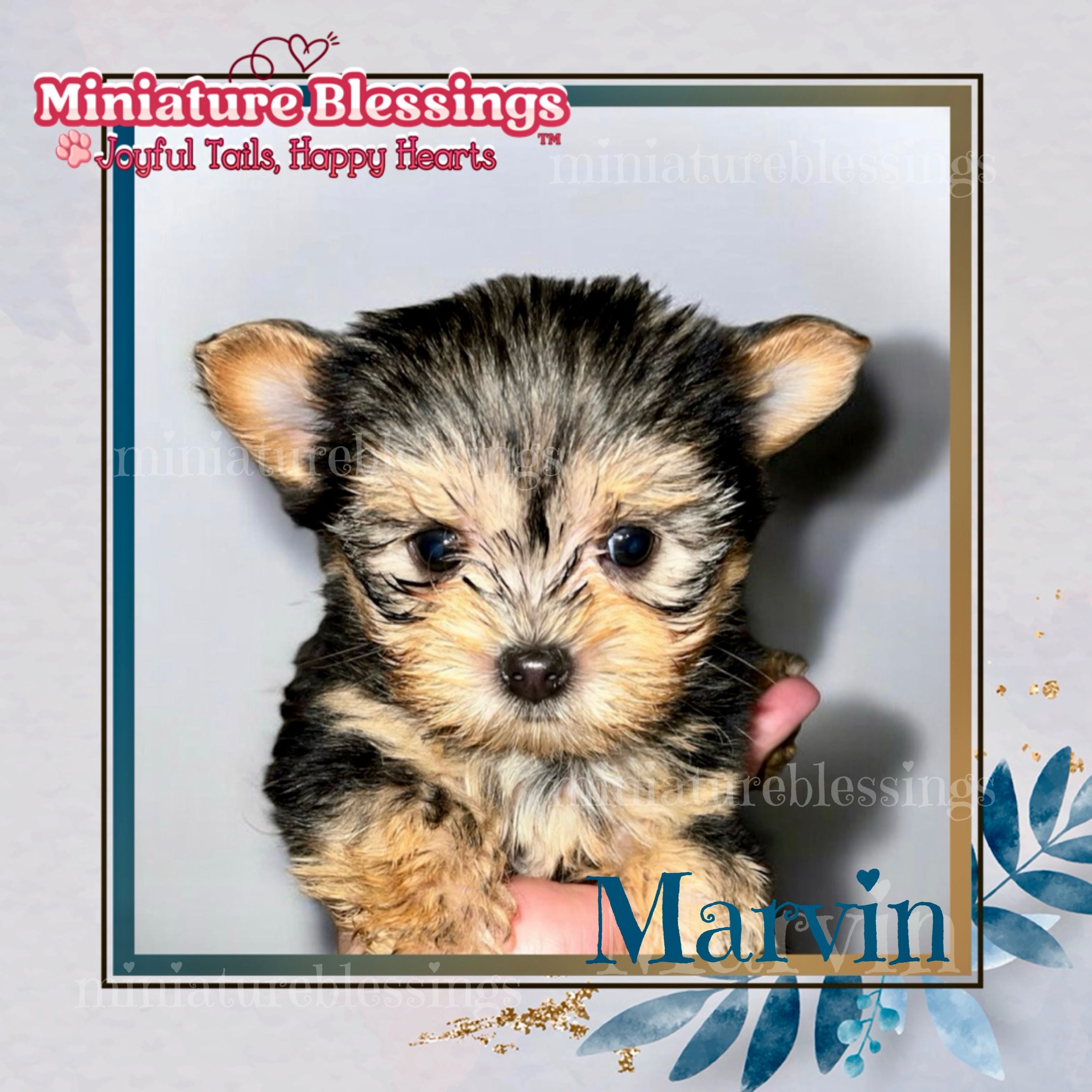 Marvin – Morkie puppy for sale in Asheville, NC