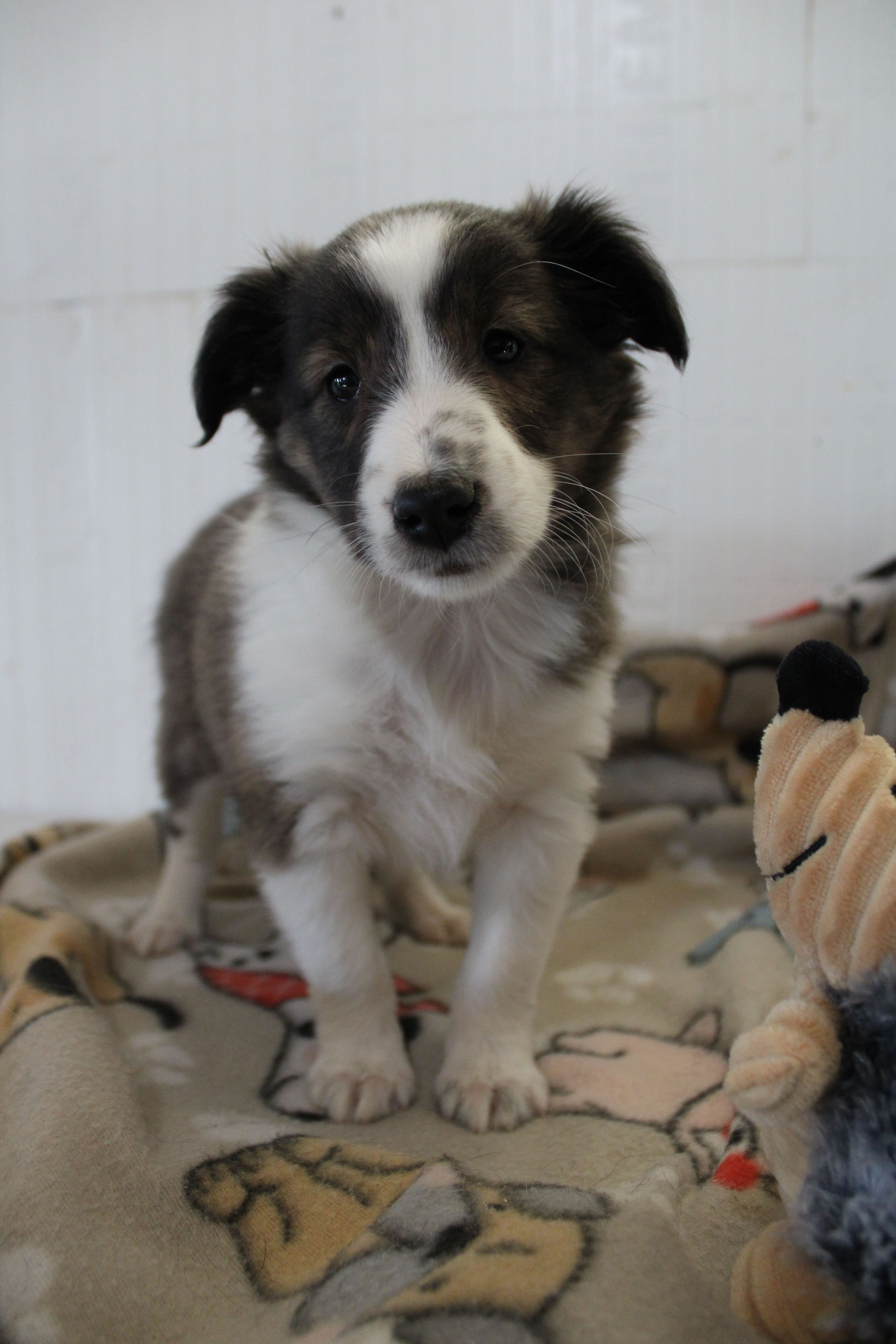 Lisa – Shetland Sheepdog puppy for sale in Mio, MI