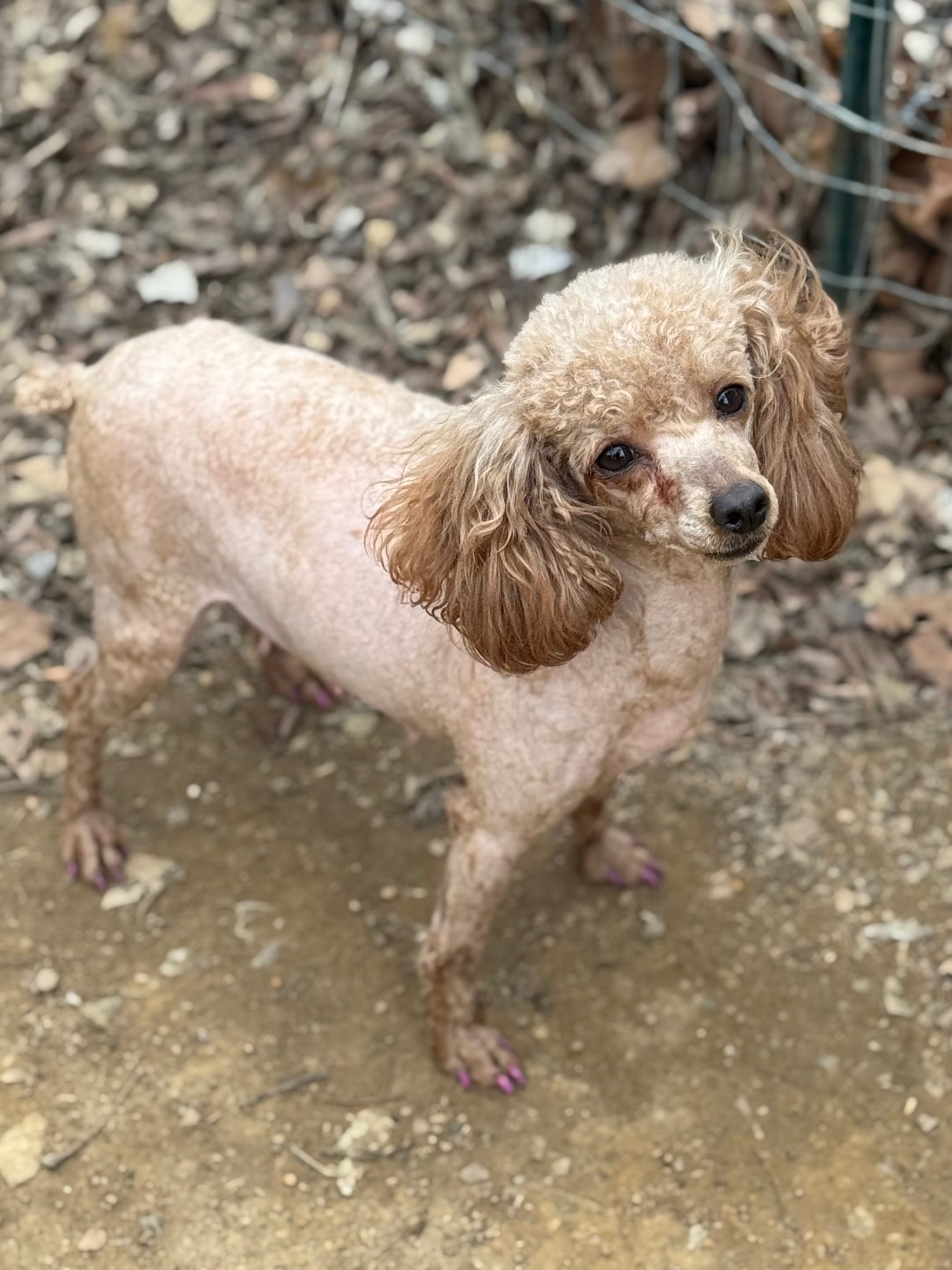 AKC Tilly – Poodle - Toy  puppy for sale in Pocola, OK