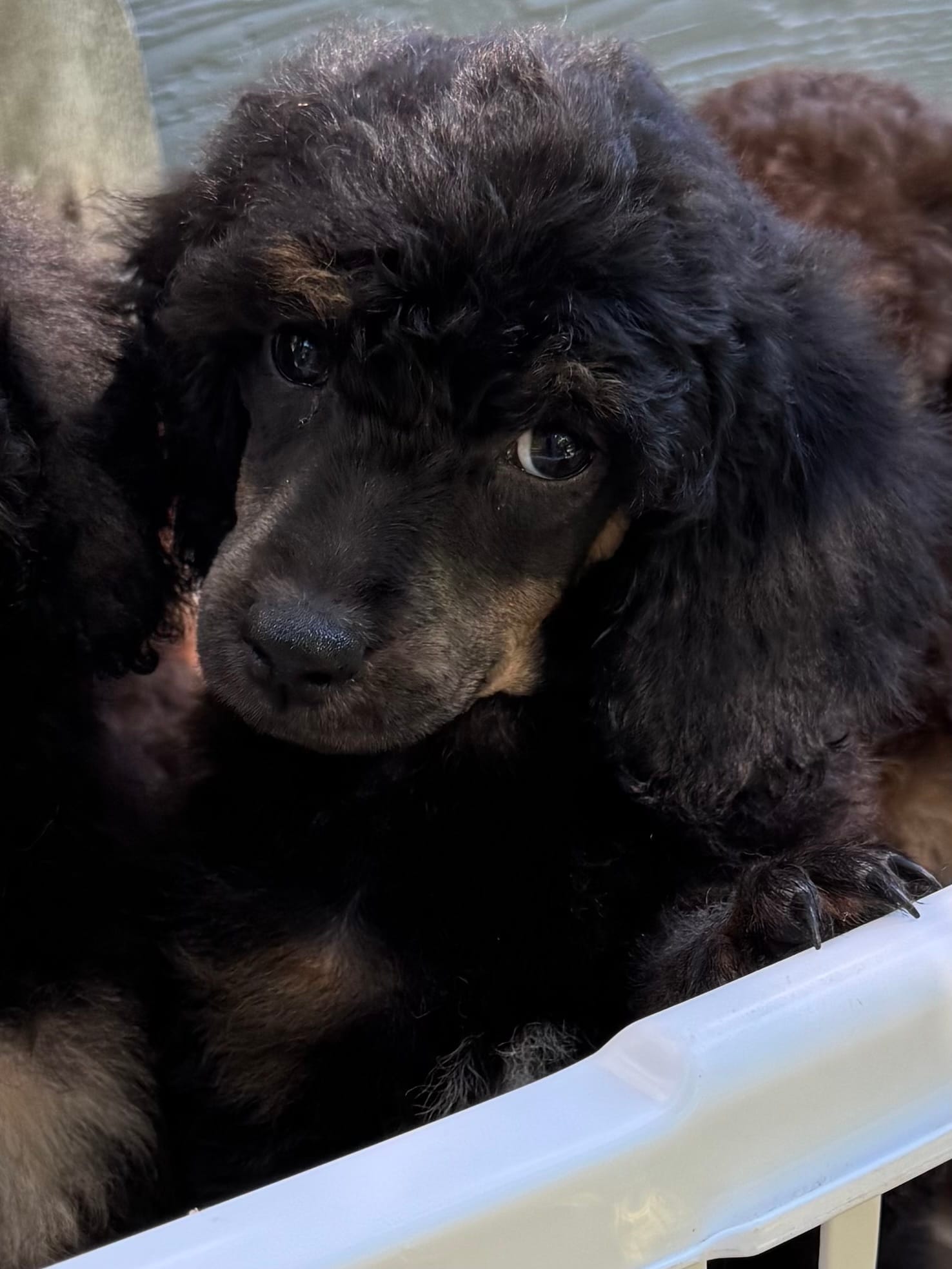 Scouty – Poodle - Miniature  puppy for sale in Pocola, OK