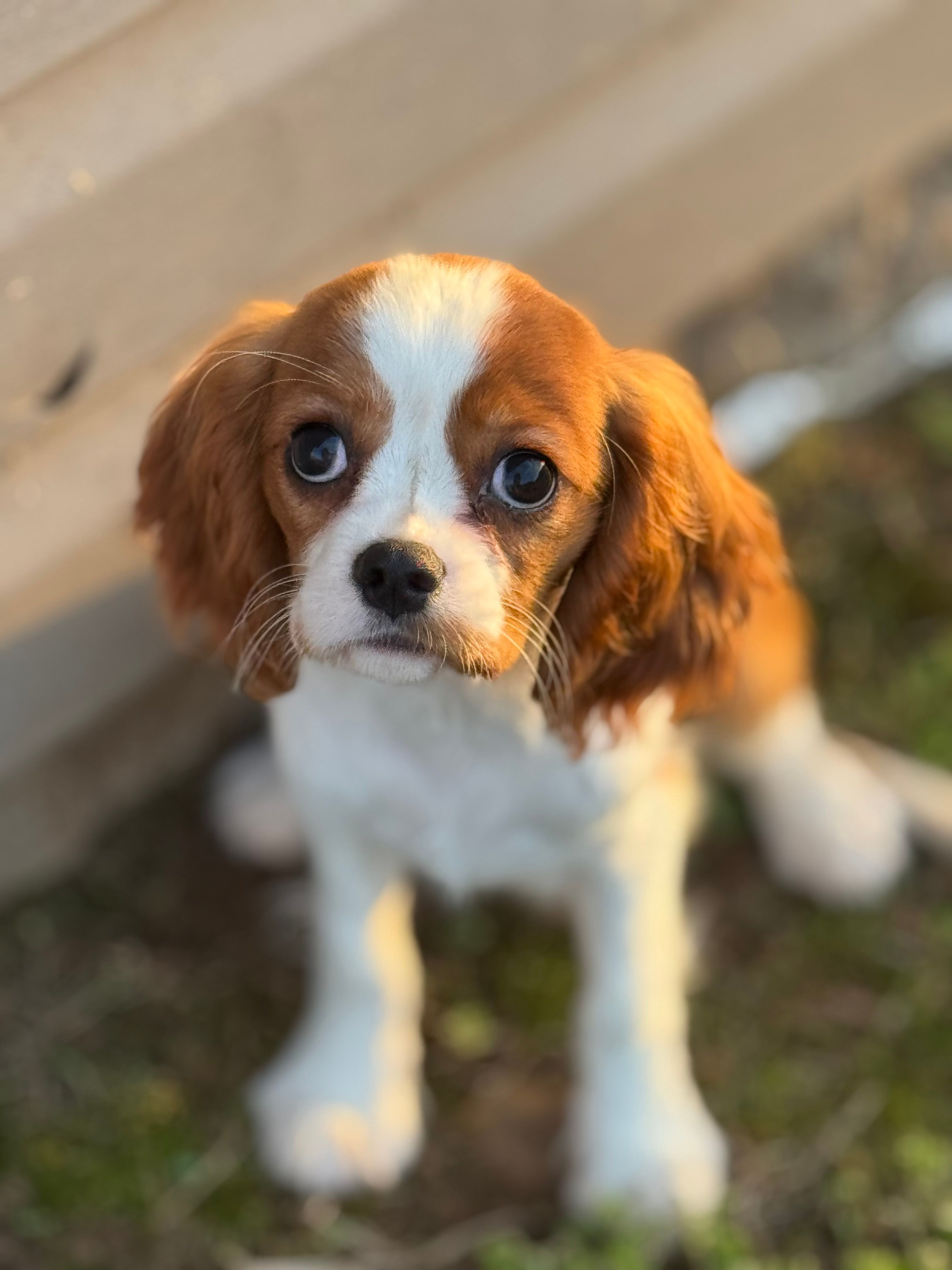 Whimsy – Cavalier King Charles Spaniel puppy for sale in Pocola, OK