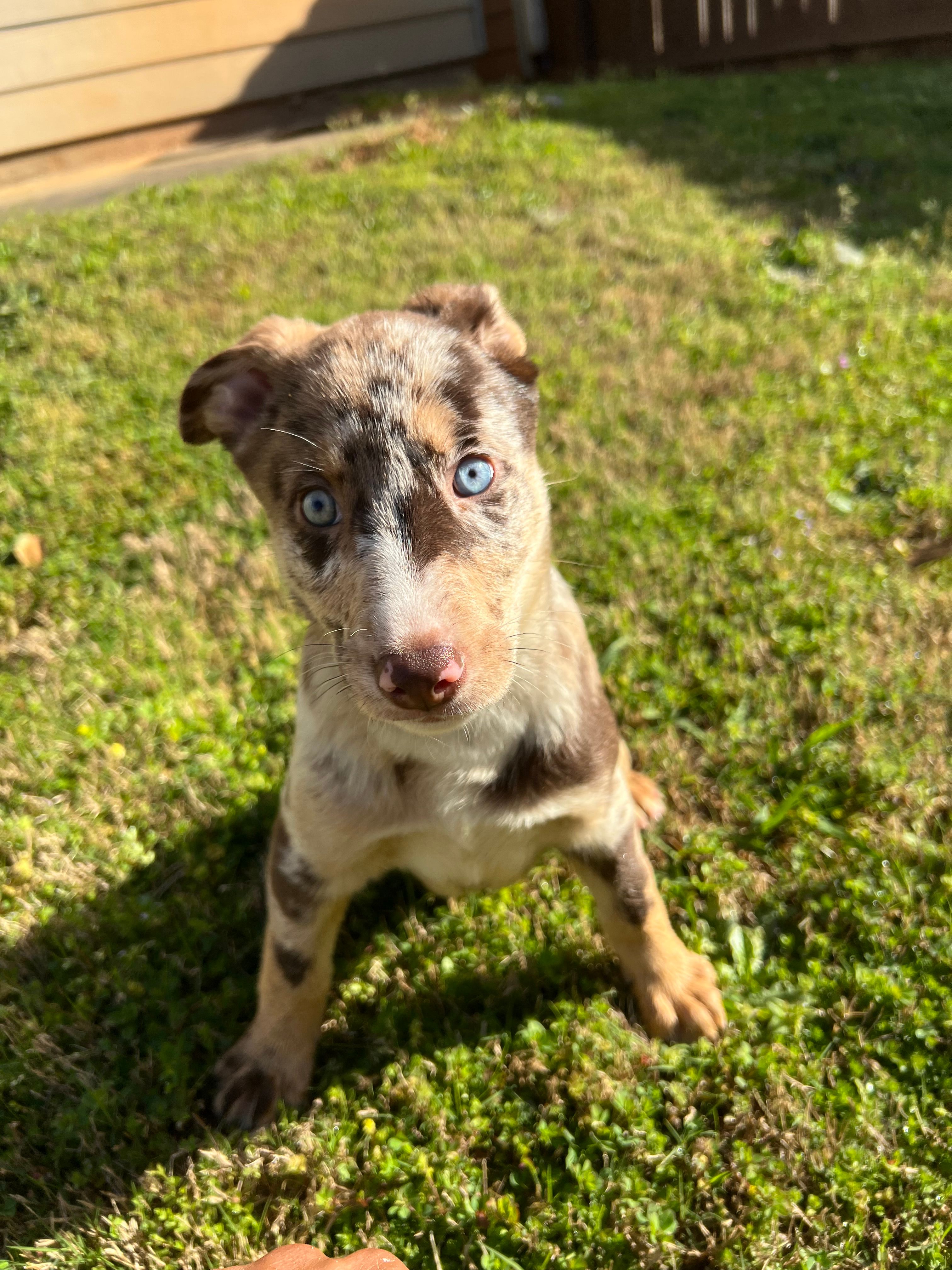 Latté – Australian Shepherd, Labrador Retriever puppy for sale in Fairburn, GA