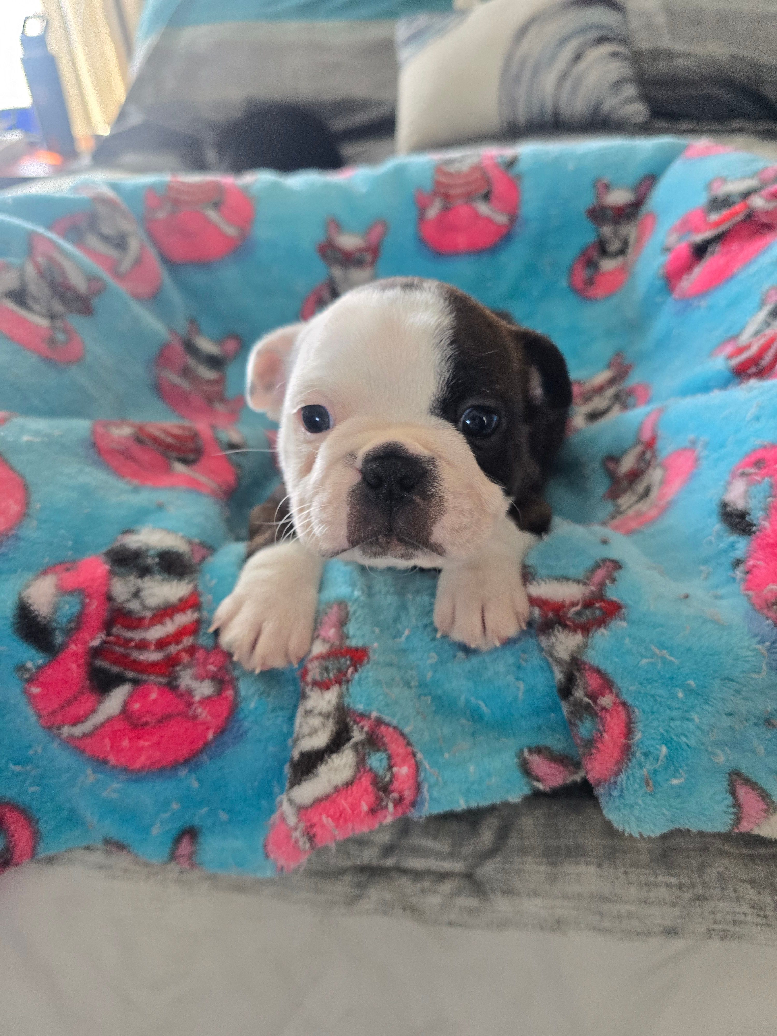 AKC Boston Terrier #1 – Boston Terrier puppy for sale in Oakley, CA