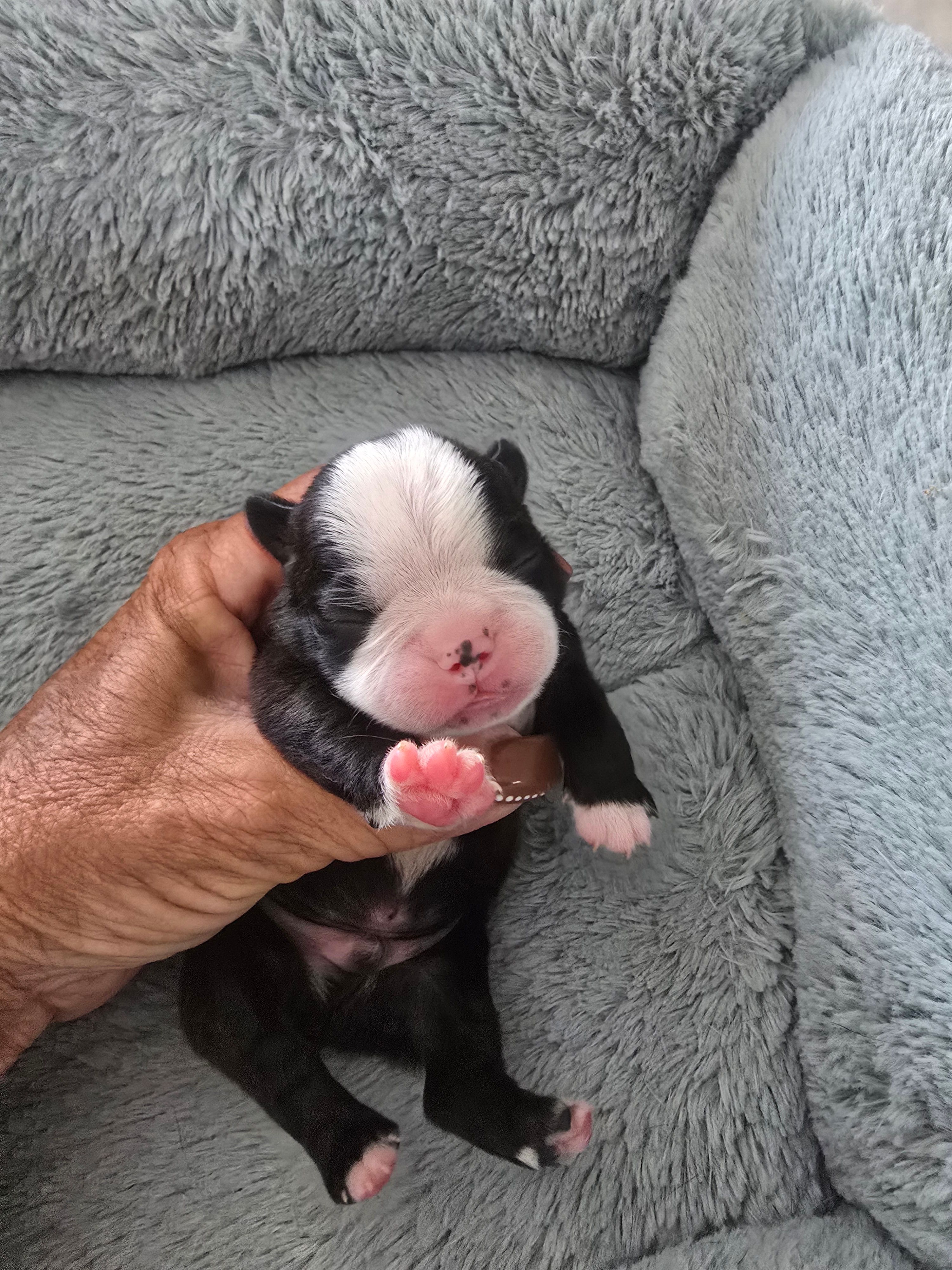 AKC Boston Terrier – Boston Terrier puppy for sale in Oakley, CA