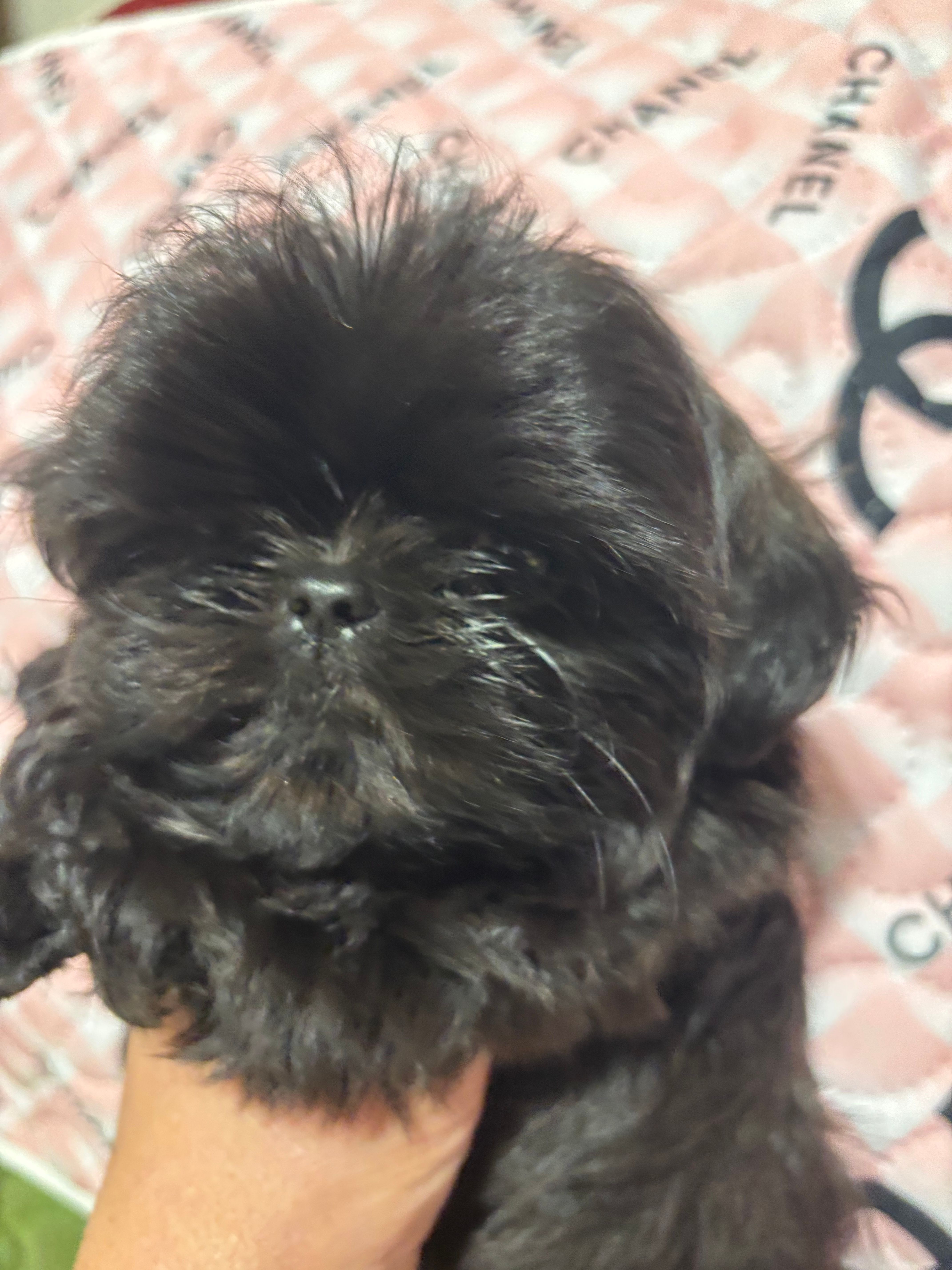 Barney  – Shih Tzu puppy for sale in Shirley, NY