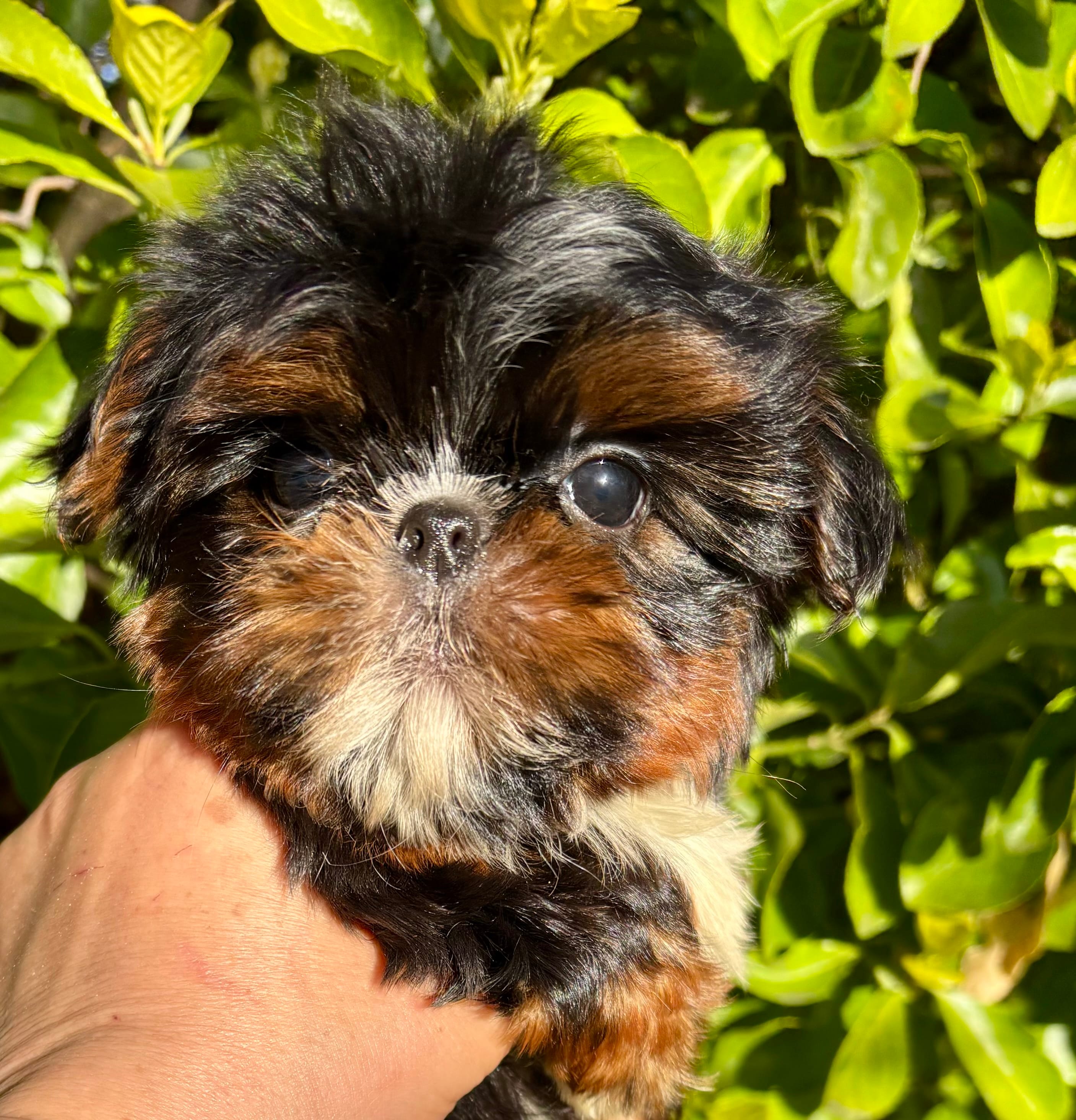 Harlequin  – Shih Tzu puppy for sale in Shirley, NY