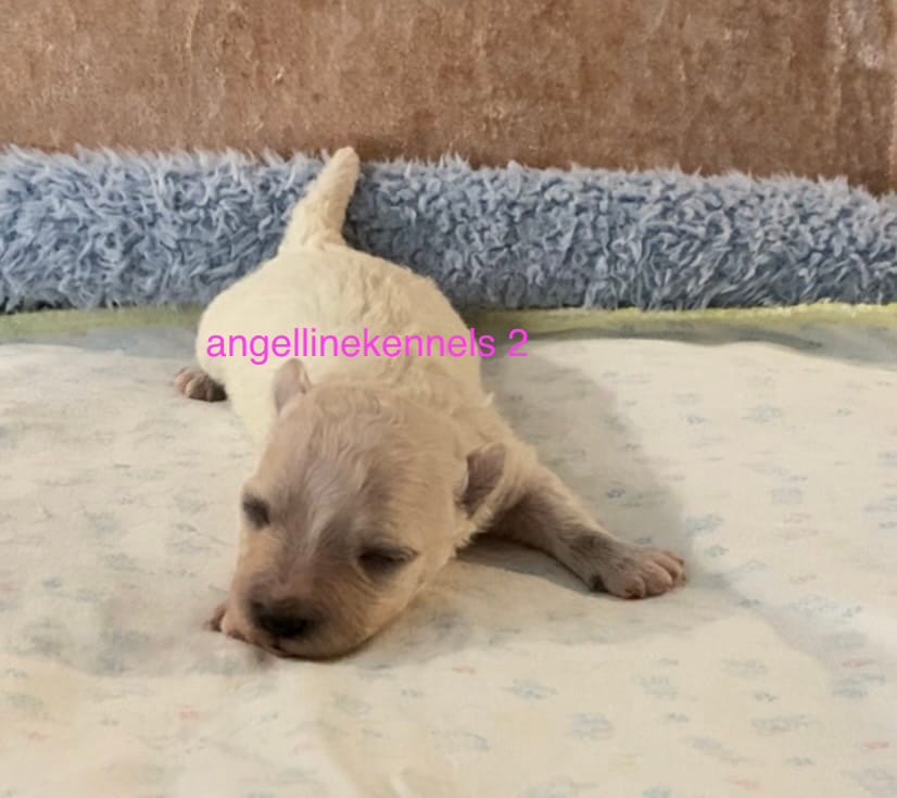 Female/Spay contract  – Maltipoo puppy for sale in Panama City, FL