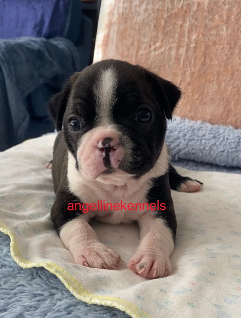 Male/neuter contract – Boston Terrier puppy for sale in Panama City, FL