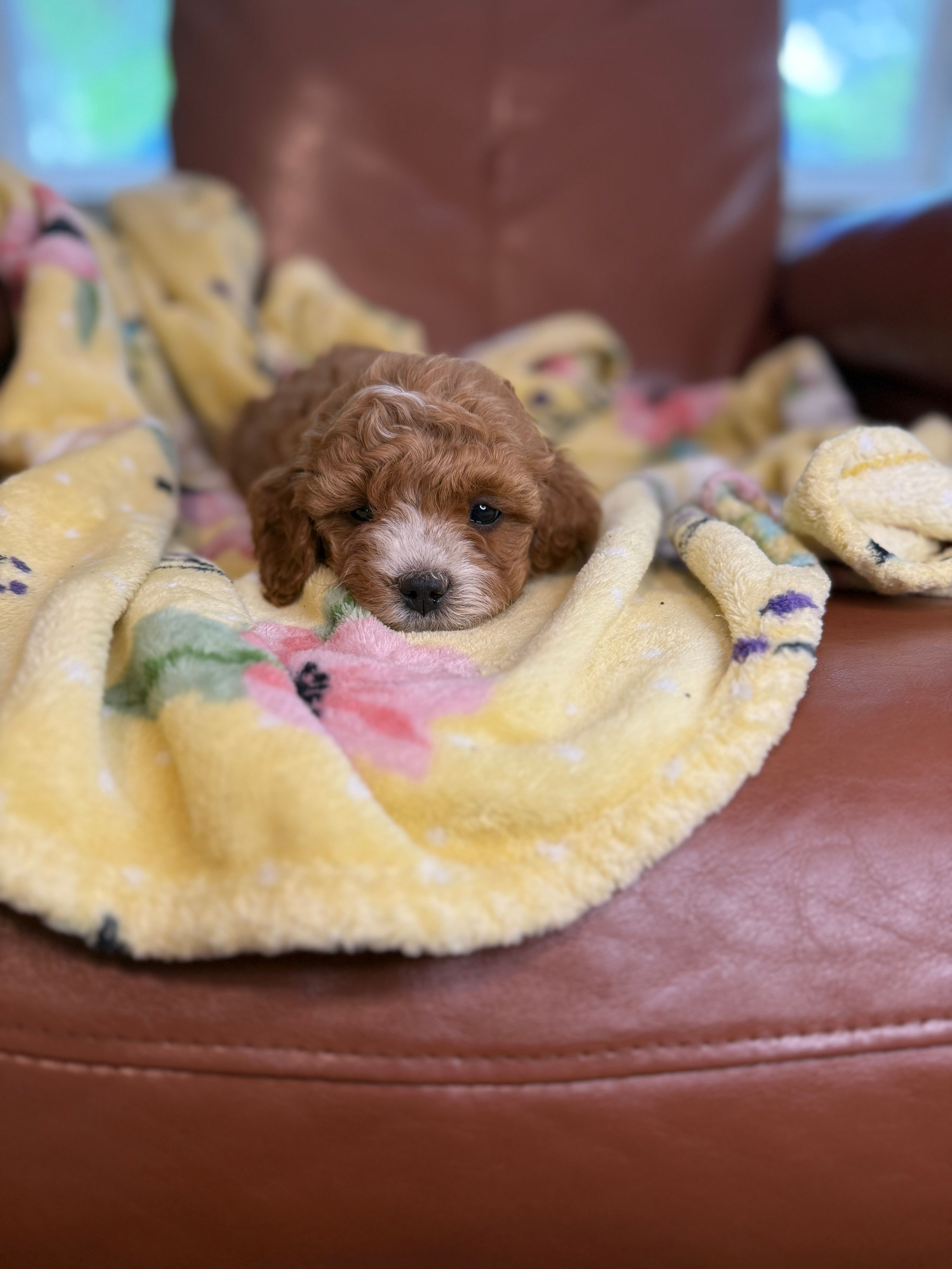 Josie – Cavapoo puppy for sale in Houston, TX
