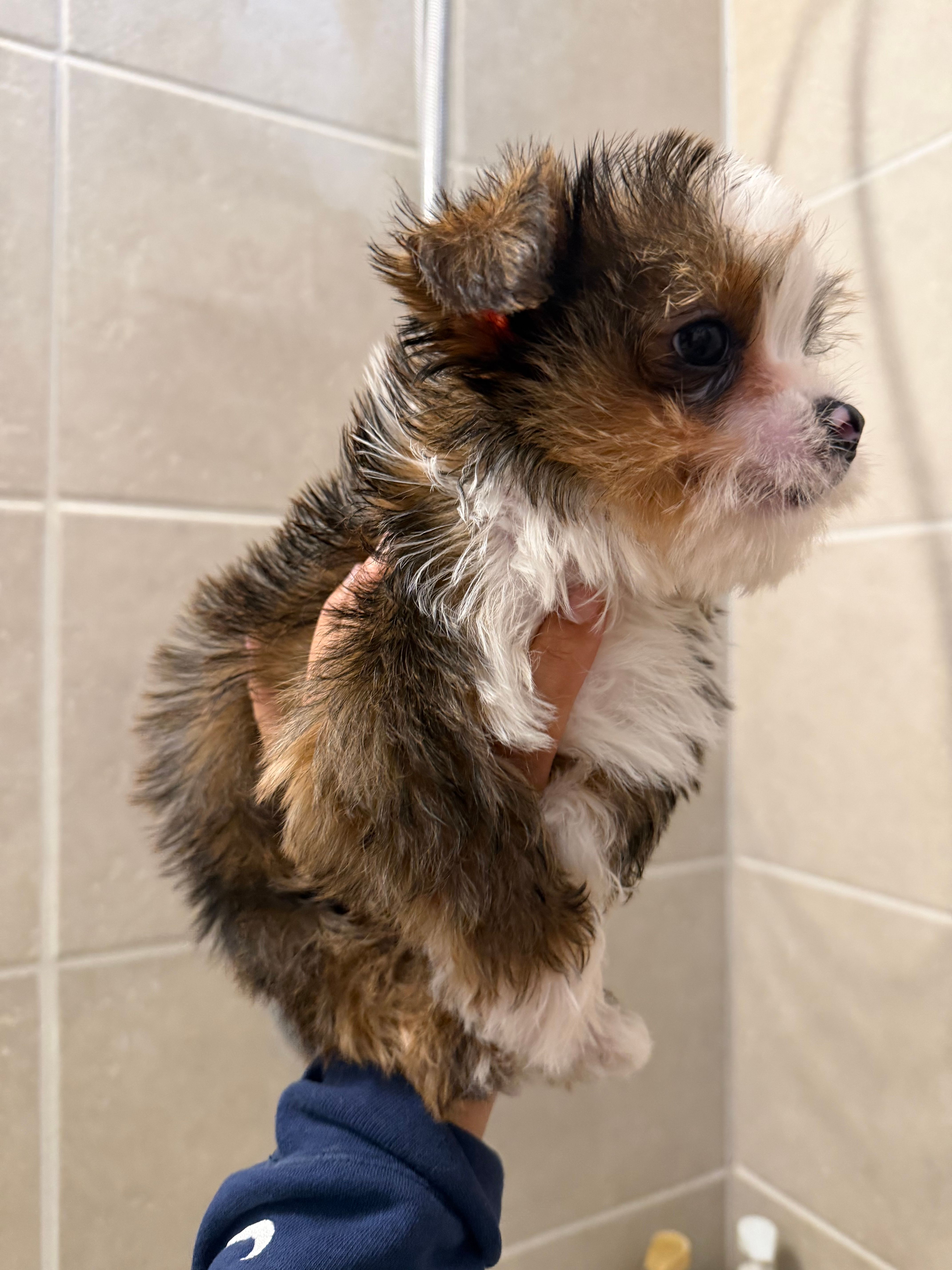 Pluto – Yorkshire Terrier puppy for sale in Downey, CA
