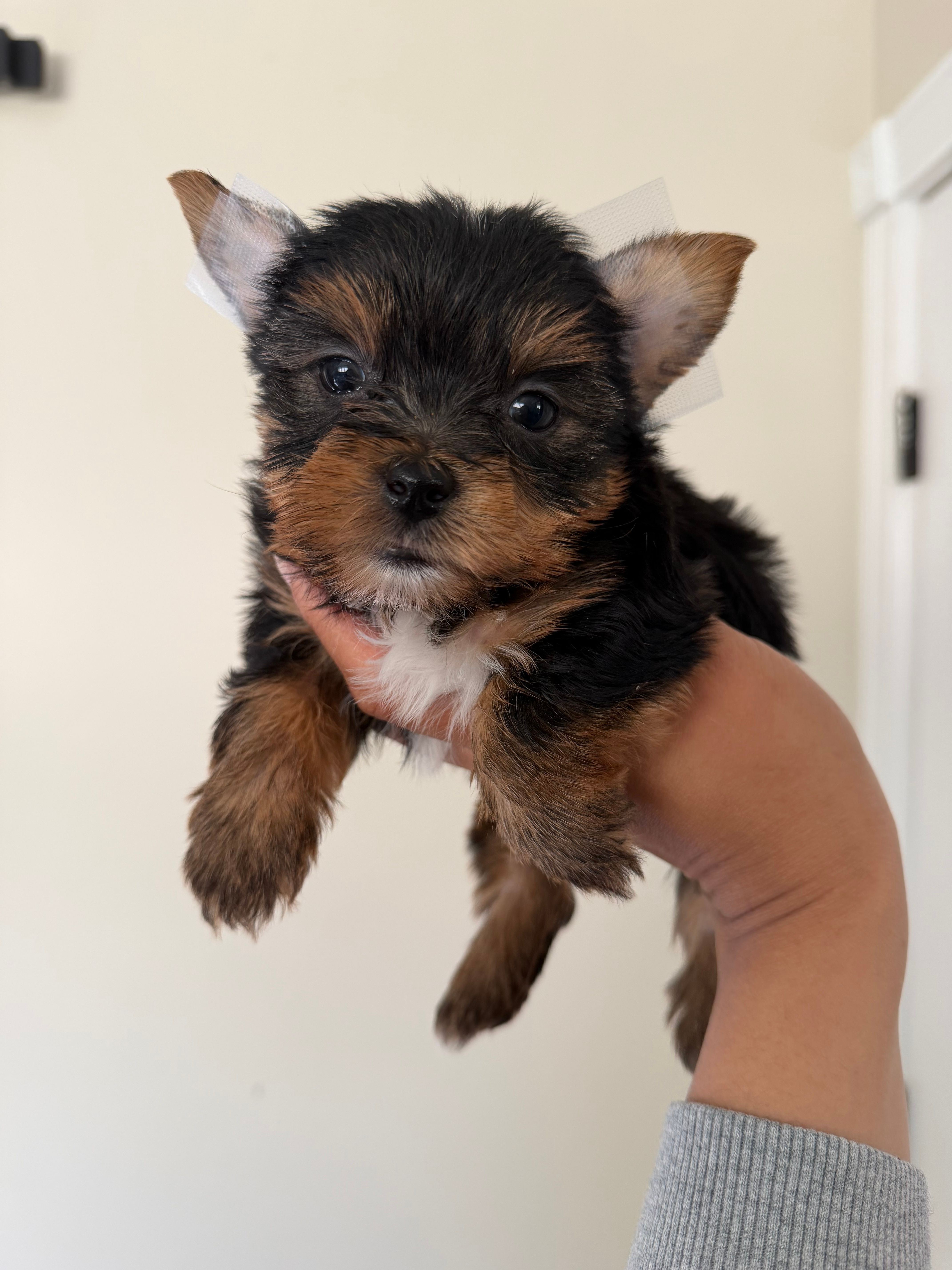 Charlie – Yorkshire Terrier puppy for sale in Downey, CA