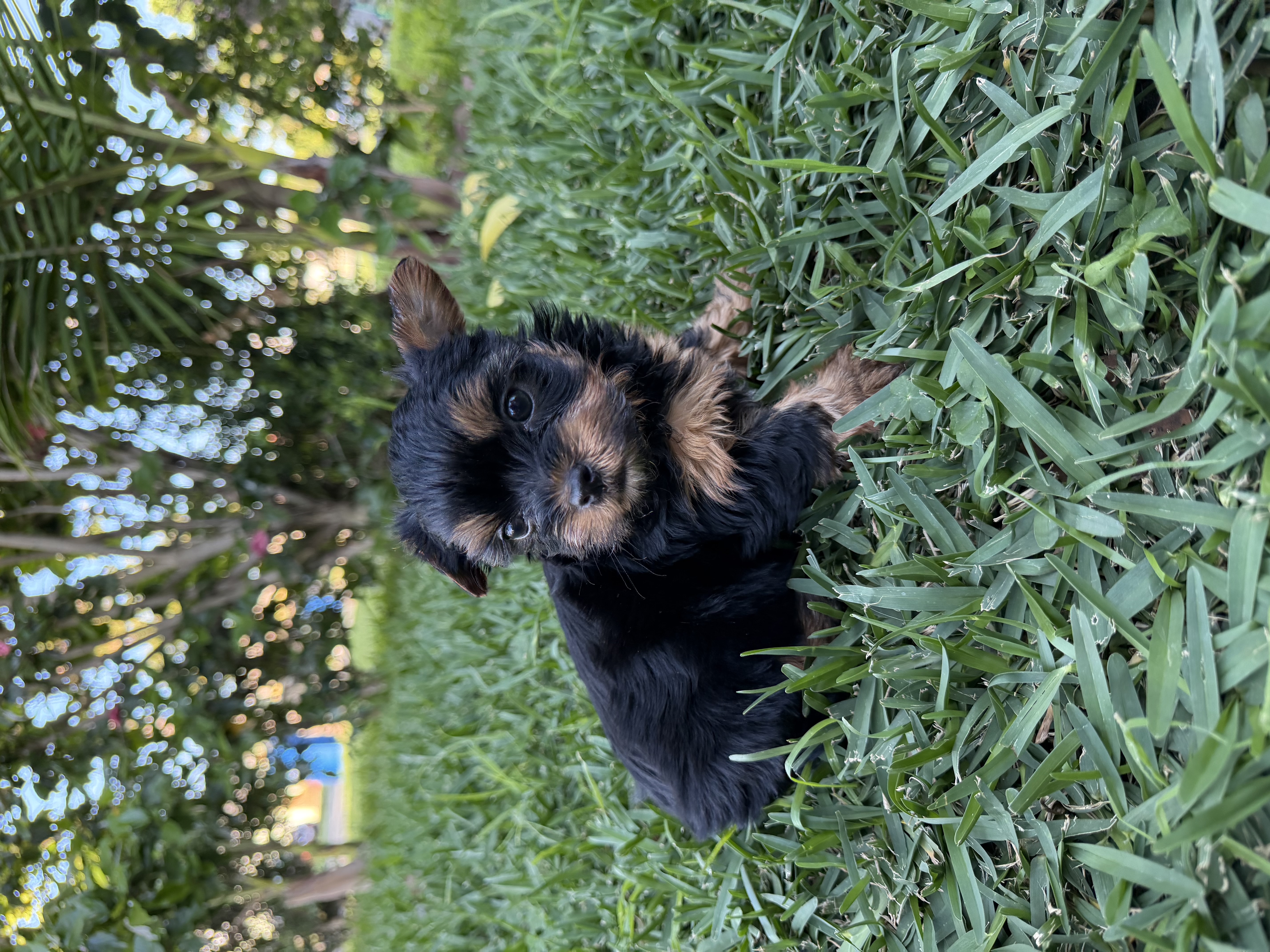 Panther  – Yorkshire Terrier puppy for sale in Downey, CA