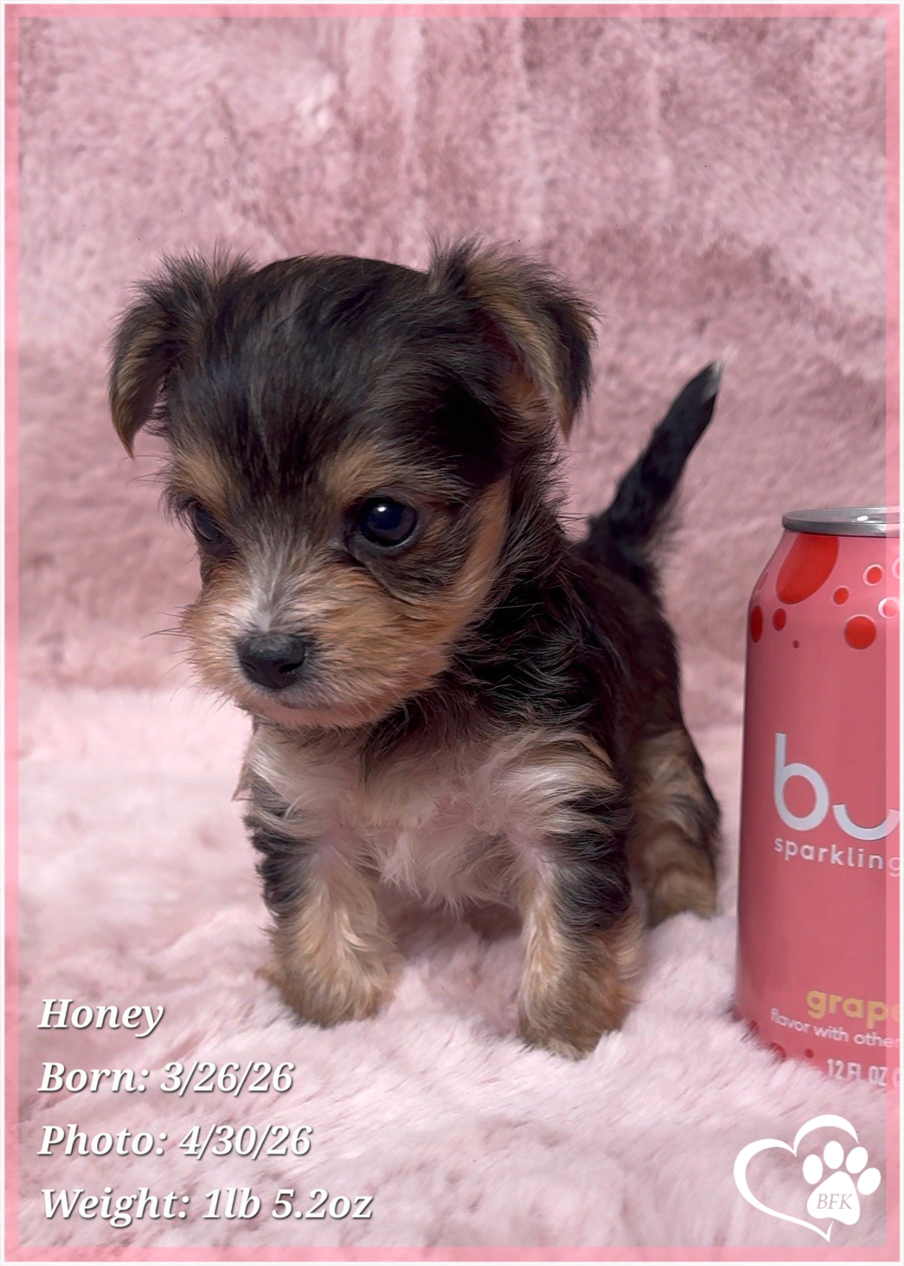 Honey – Morkie puppy for sale in Tempe, AZ