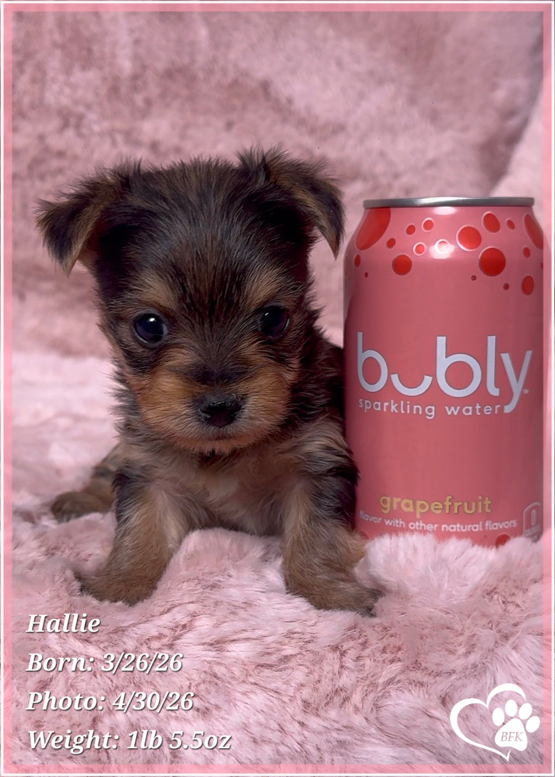 Hallie – Morkie puppy for sale in Tempe, AZ