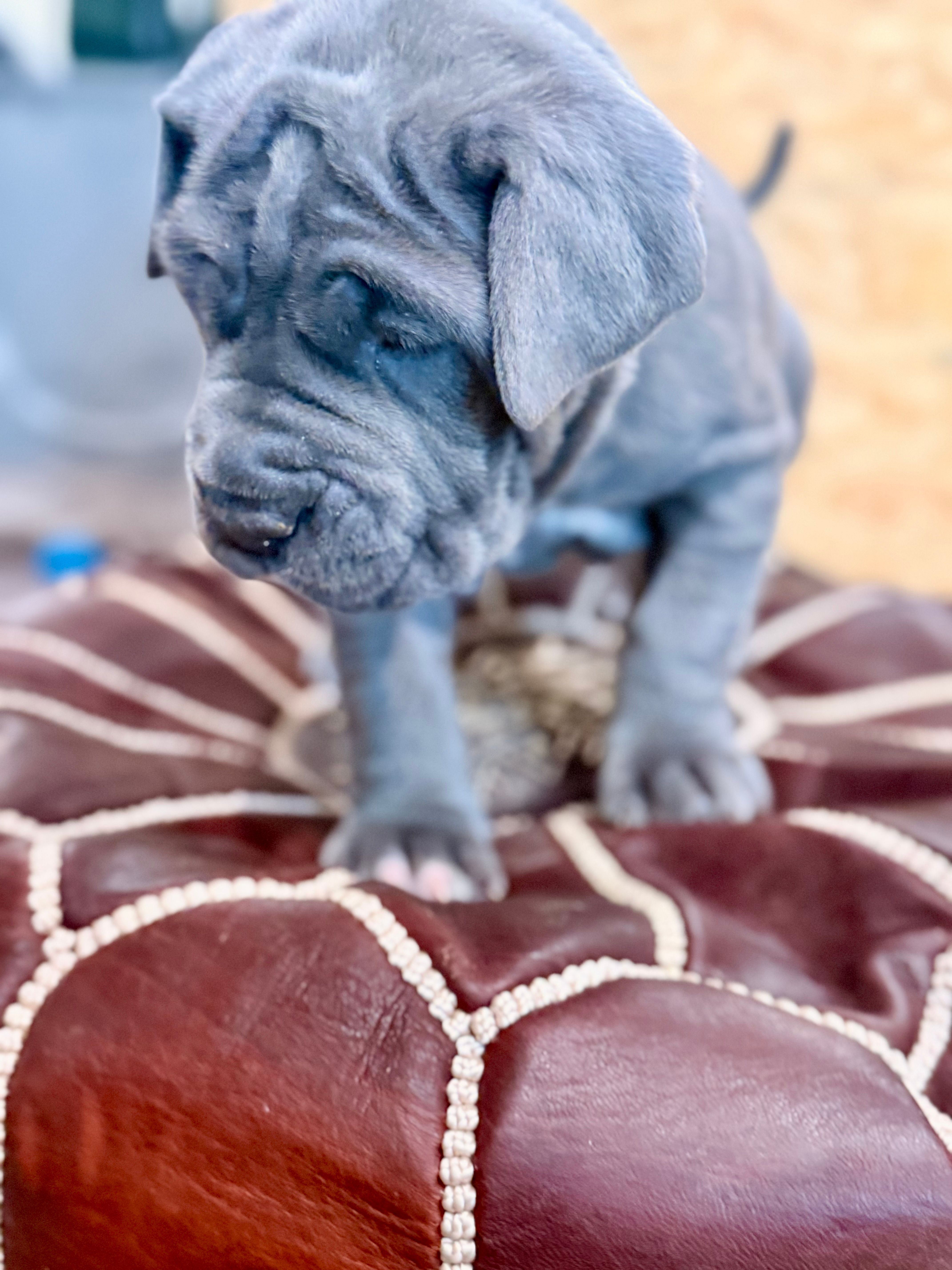 Pink – Neapolitan Mastiff puppy for sale in San Diego, CA